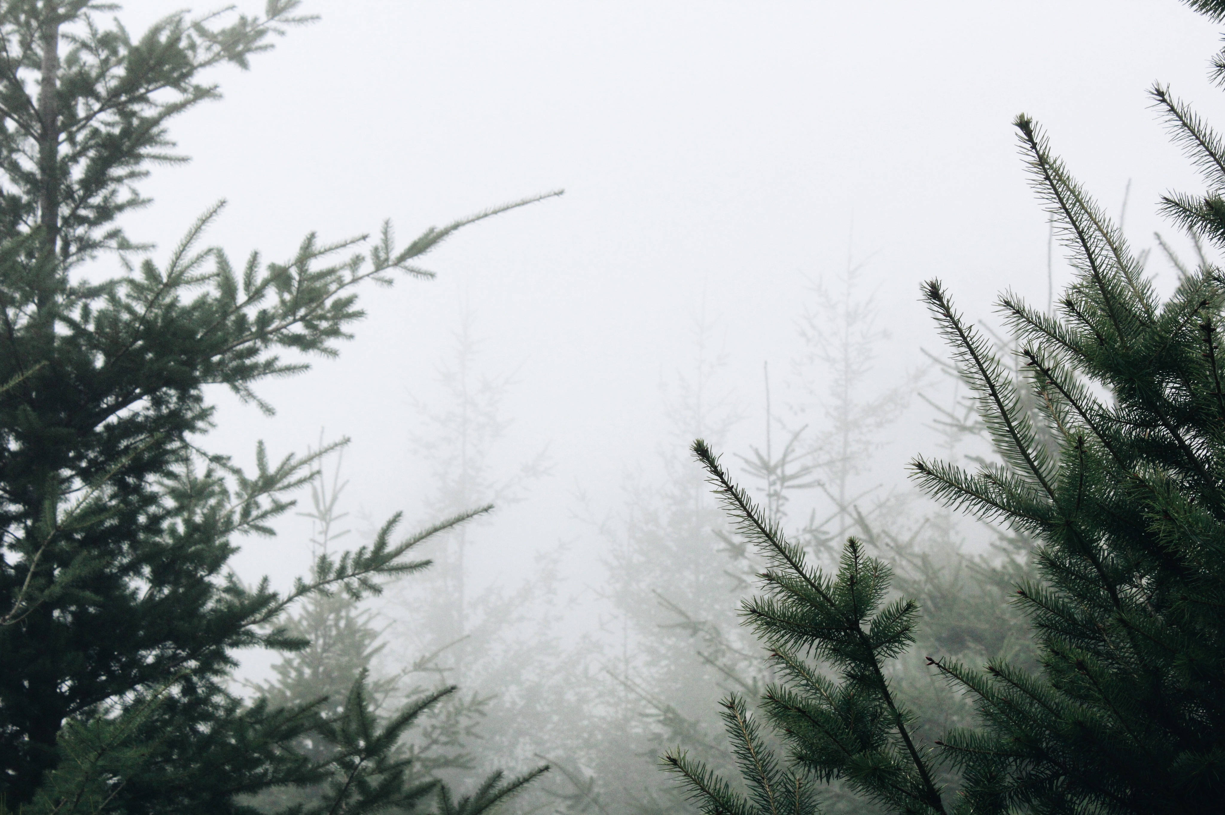 cloudy nordic forest, dense forest, evergreen trees, 4K Desktop Wallpaper