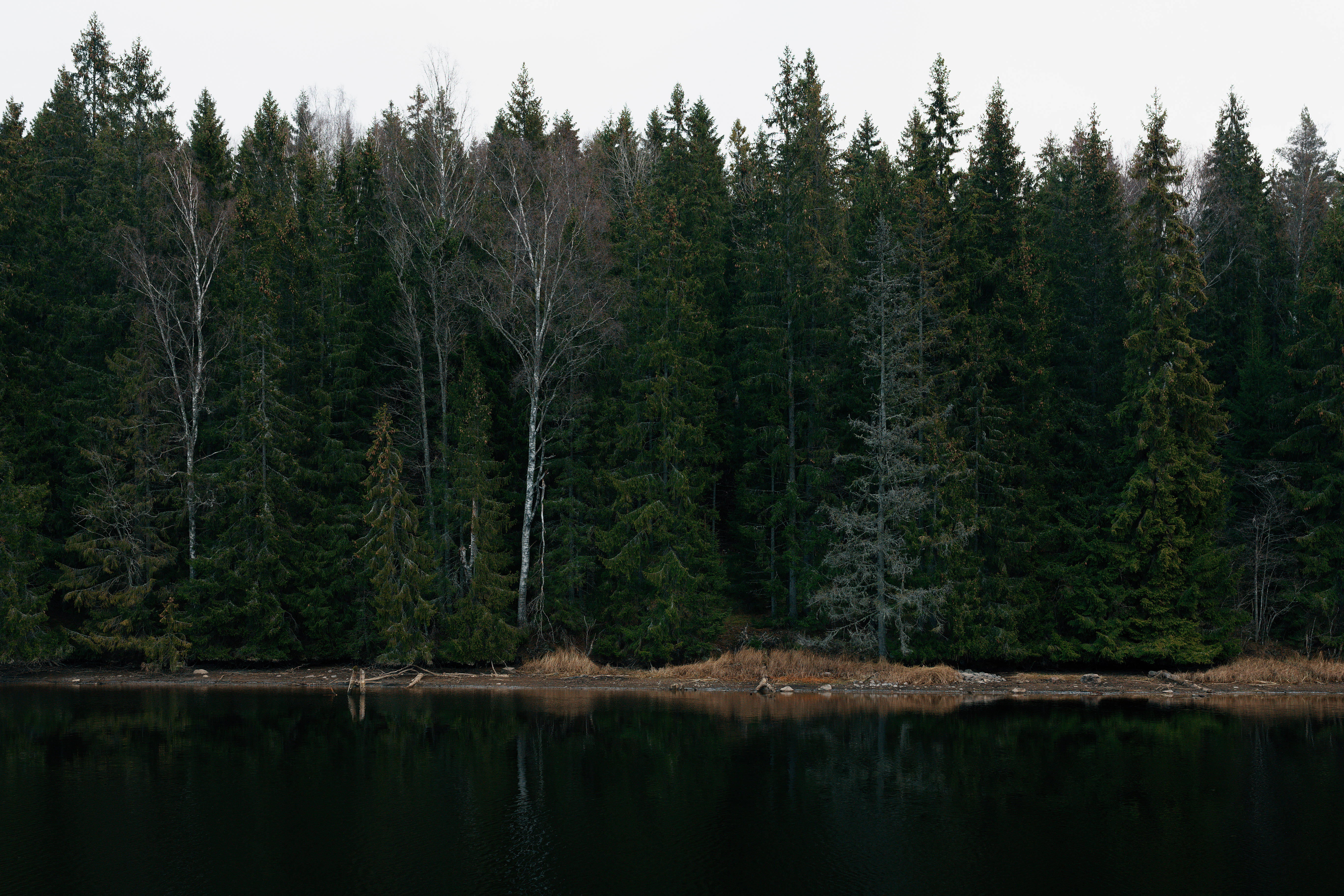 Nordic Forest, lake, evergreens, 5K Desktop Wallpaper