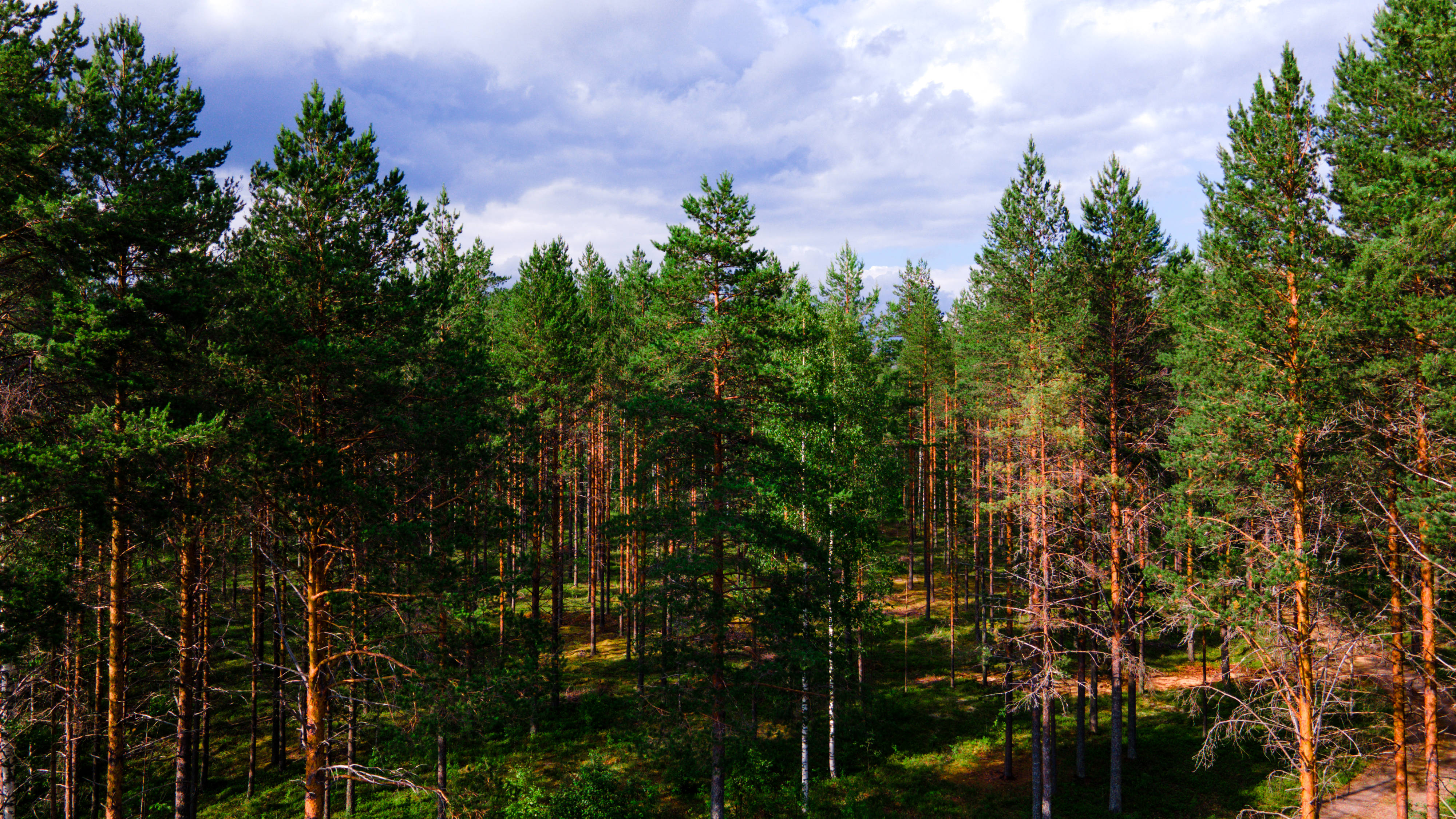 Nordic Forest, pine trees, partly cloudy sky, 4K Desktop Wallpaper
