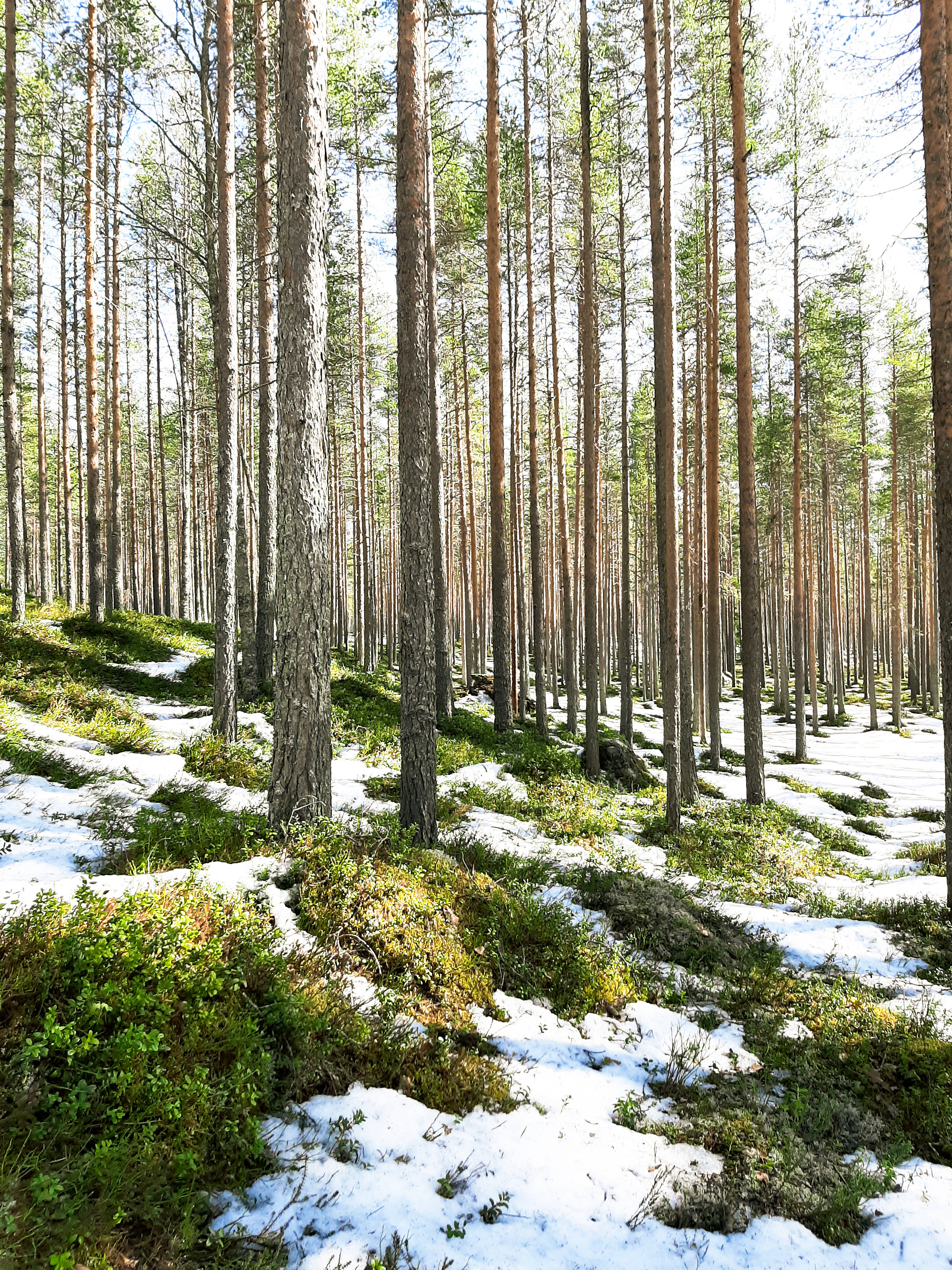 Nordic Forest, pine trees, snow, 4K Phone Wallpaper
