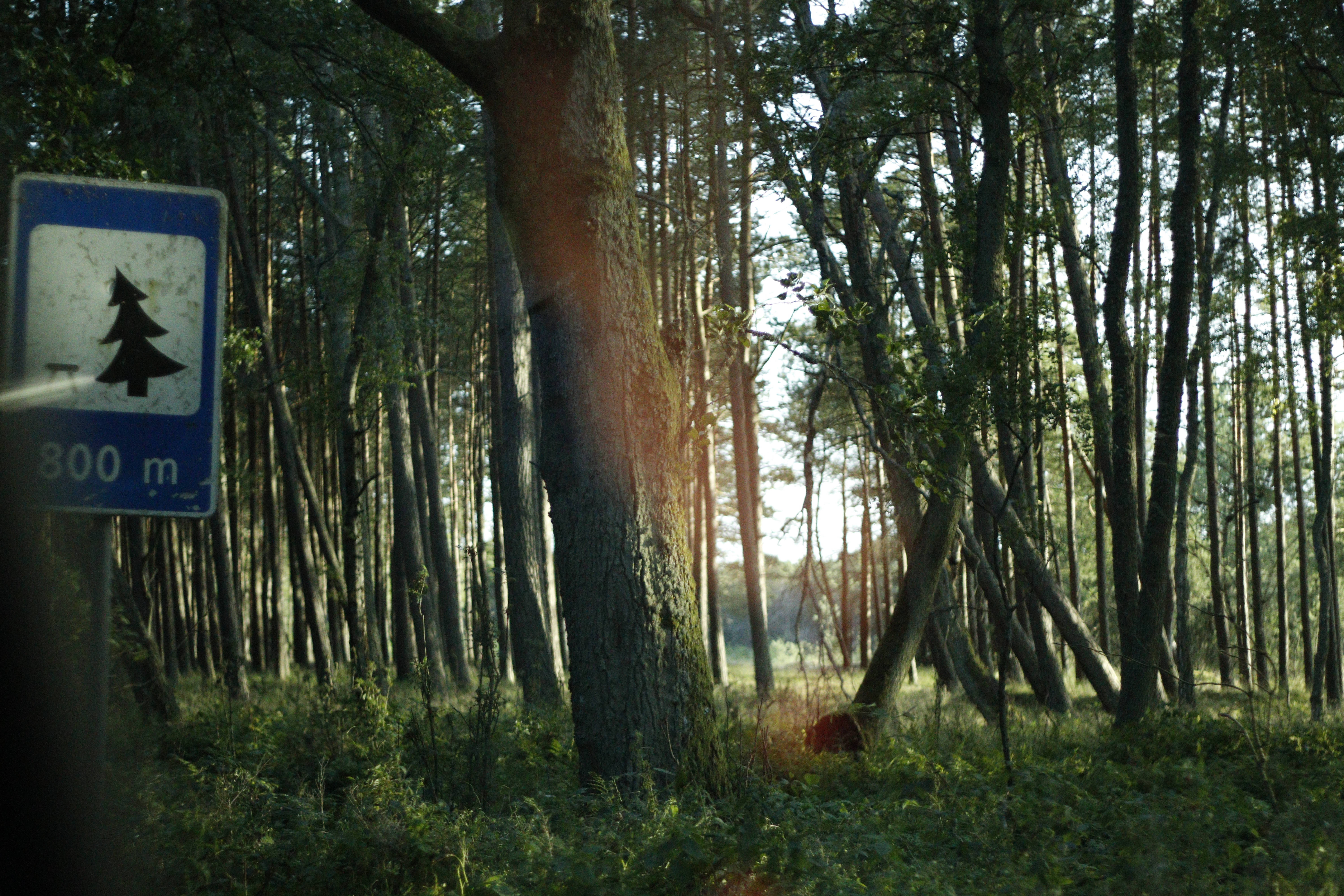 Nordic Forest, pine trees, forest path, 5K Desktop Wallpaper