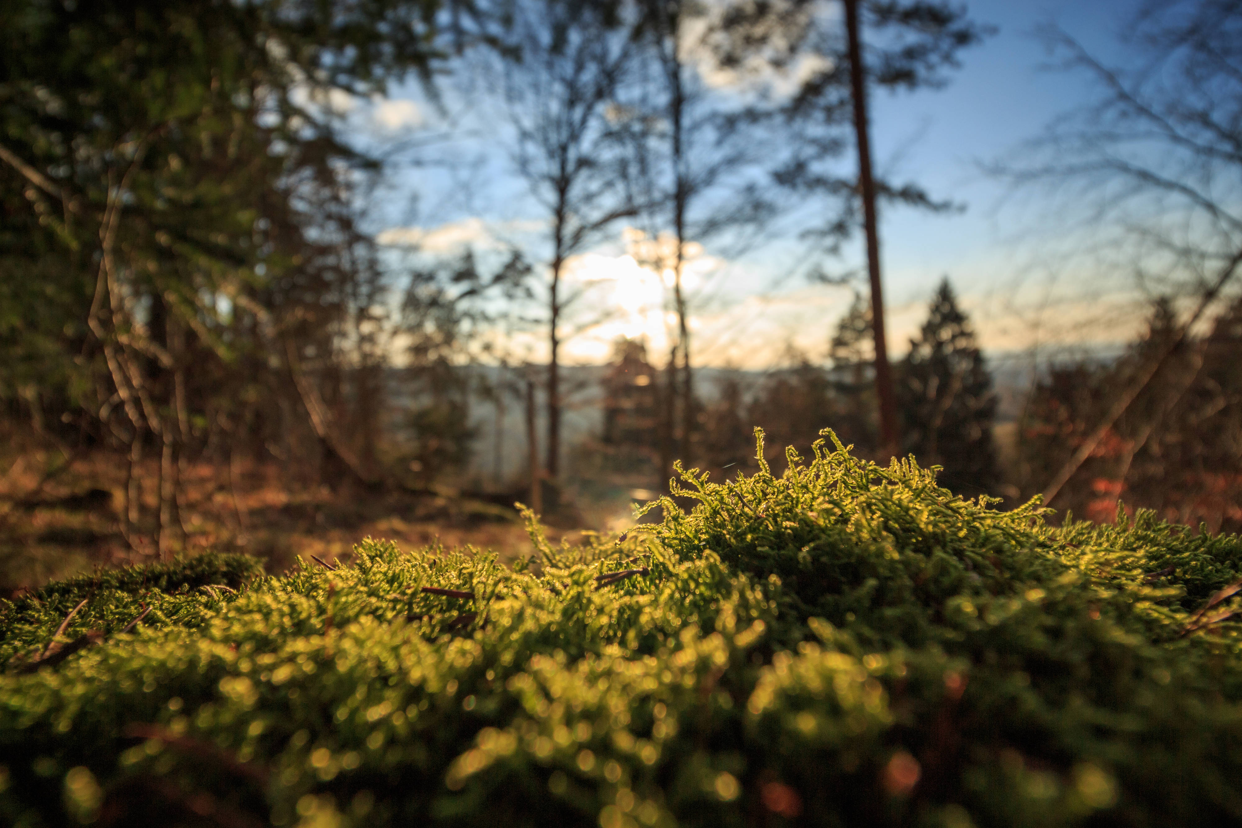 mossy nordic forest, golden hour, sunlight filters through trees, 4K Desktop Wallpaper