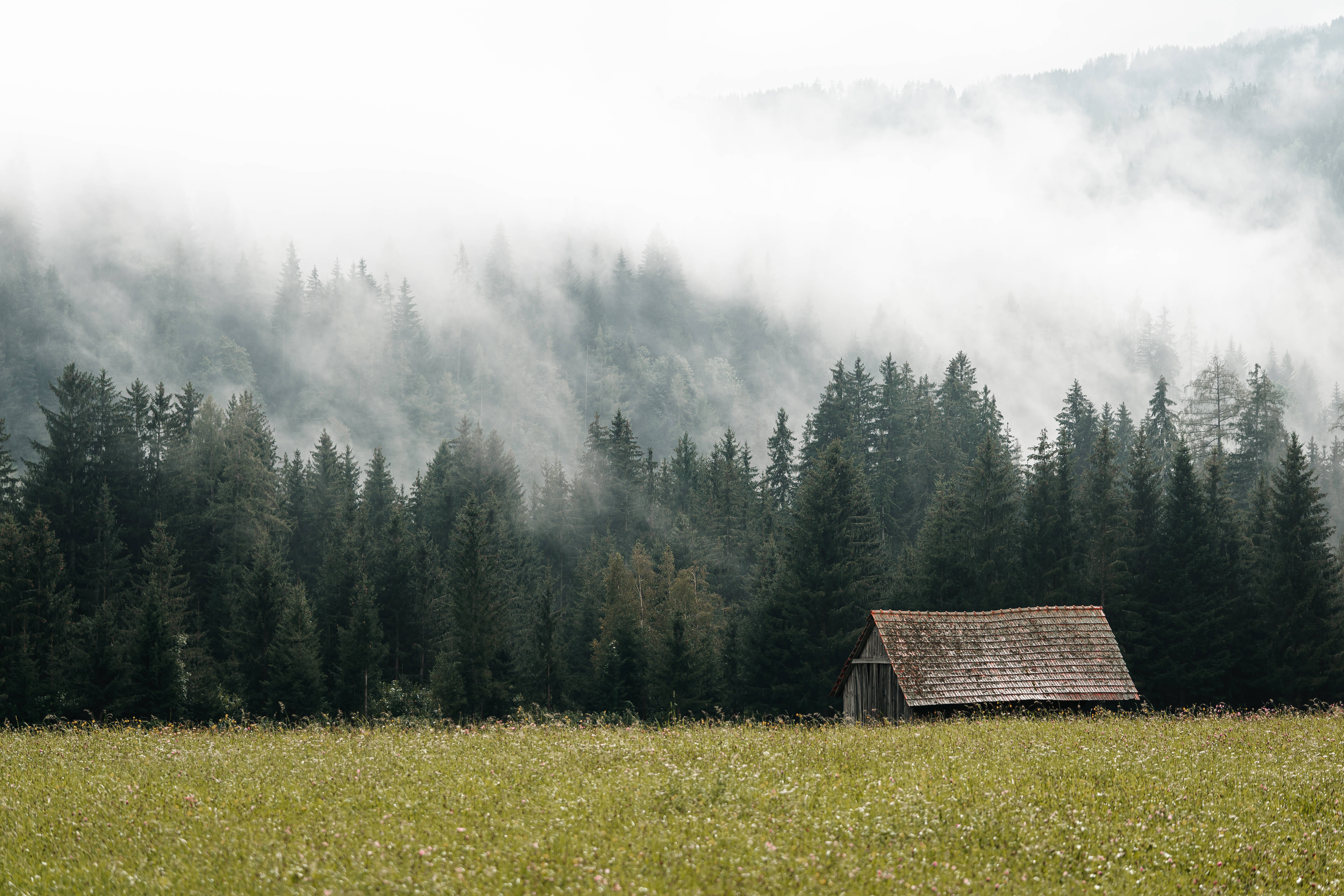 foggy nordic forest, wooden cabin, misty meadow, 5K Desktop Wallpaper