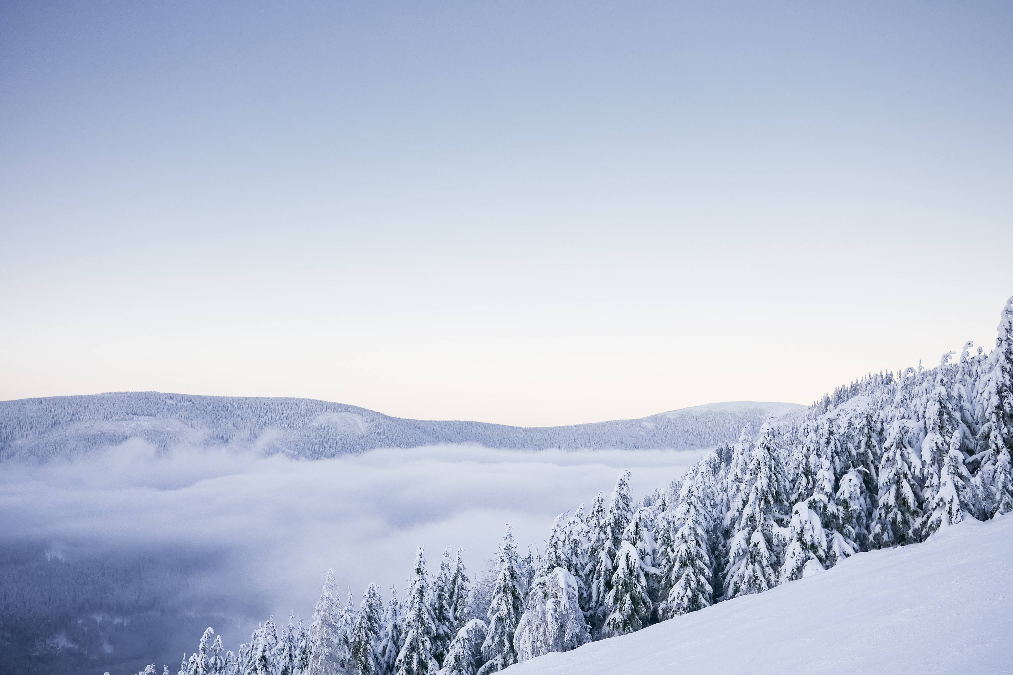 Nordic Forest, snow, evergreen trees, 4K Desktop Wallpaper