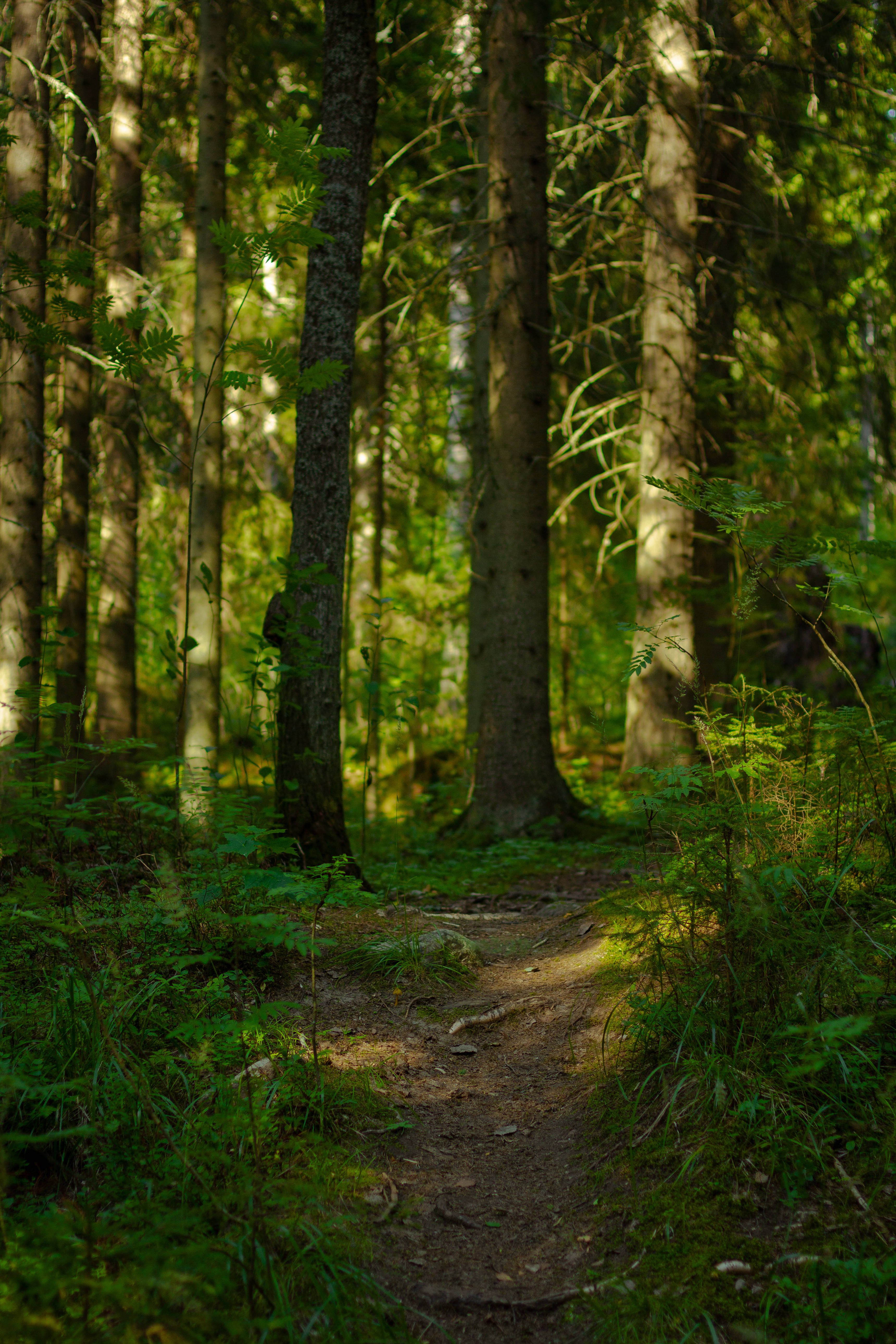Green Nordic Forest, sunlit forest path, tall trees, 5K Phone Wallpaper