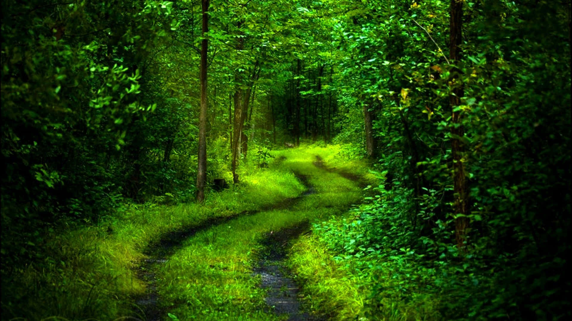 3D forest, winding dirt path, lush green forest, Full HD Desktop Wallpaper