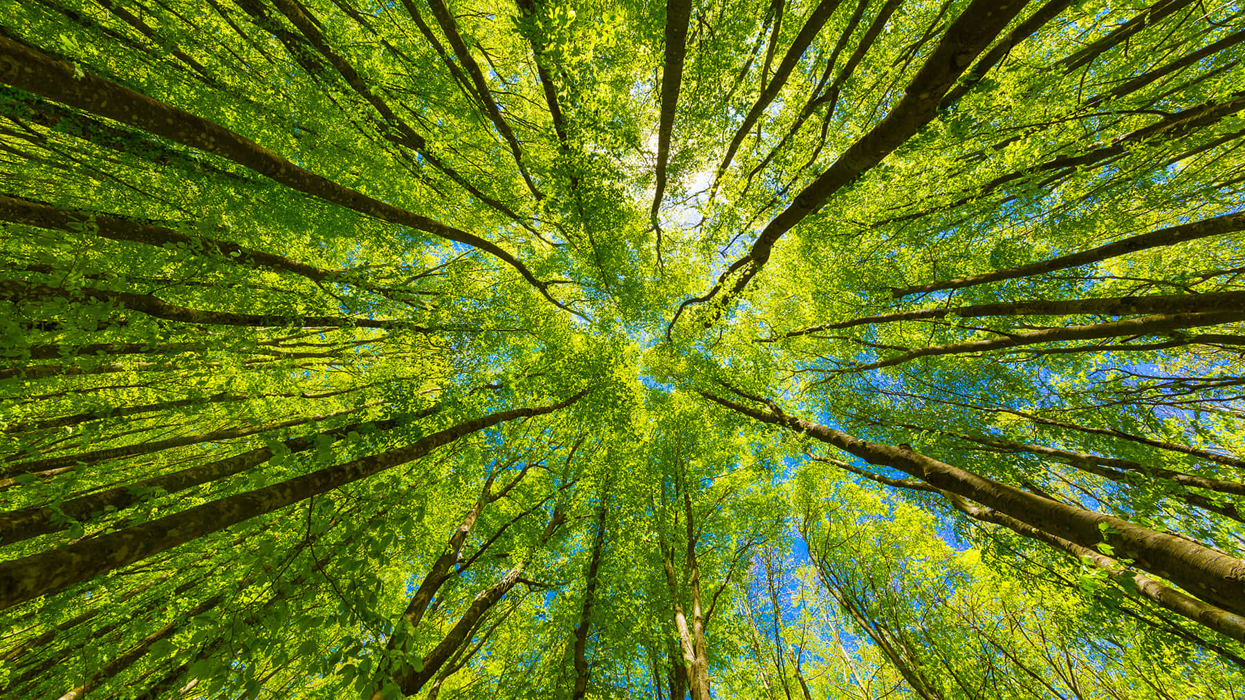 Sustainability Treetops, emerald leaves, sunlight filtering through branches, HD Desktop Wallpaper