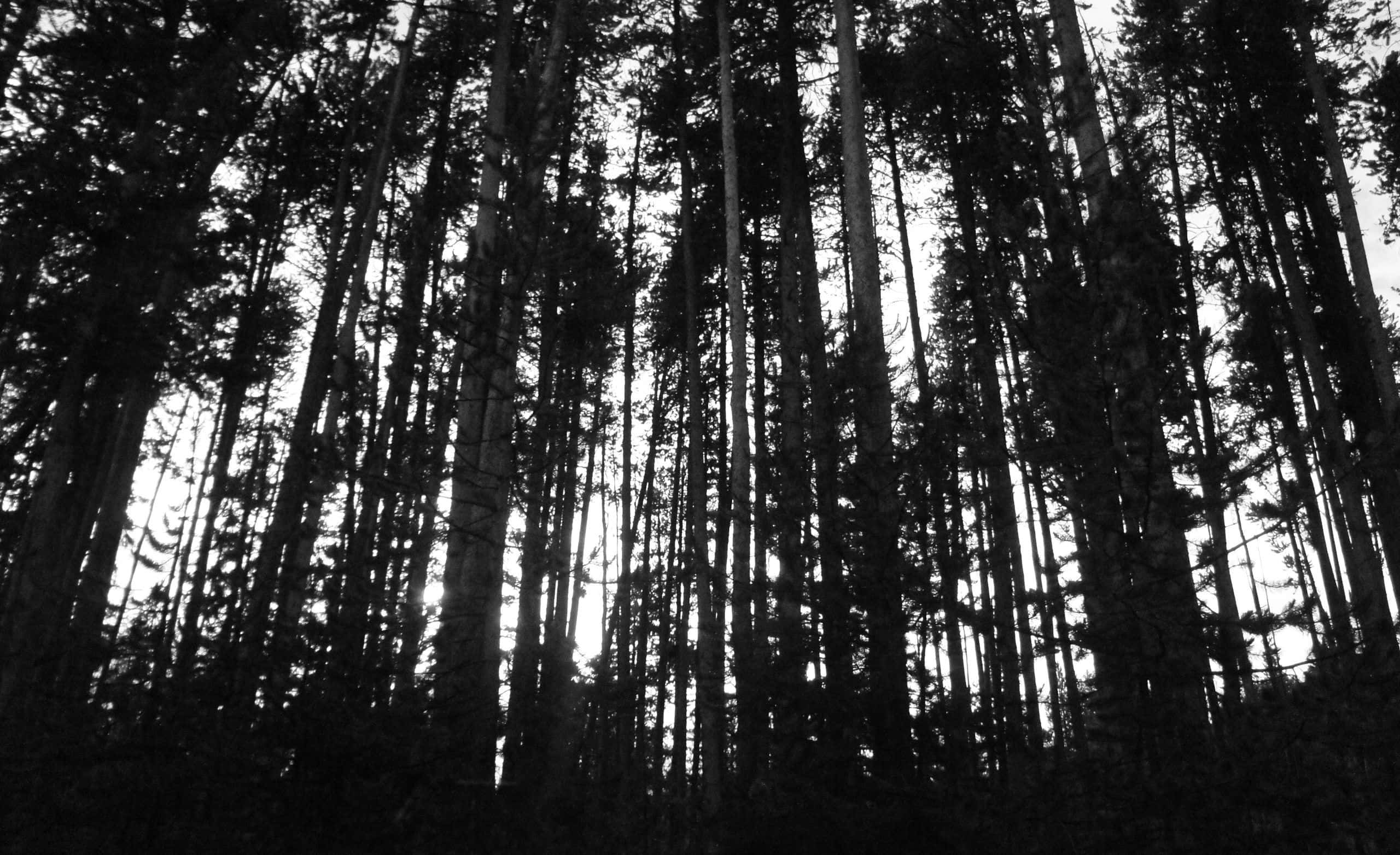 black and white tree, 2560 x 1564, towering tree trunks, 2K Desktop Wallpaper