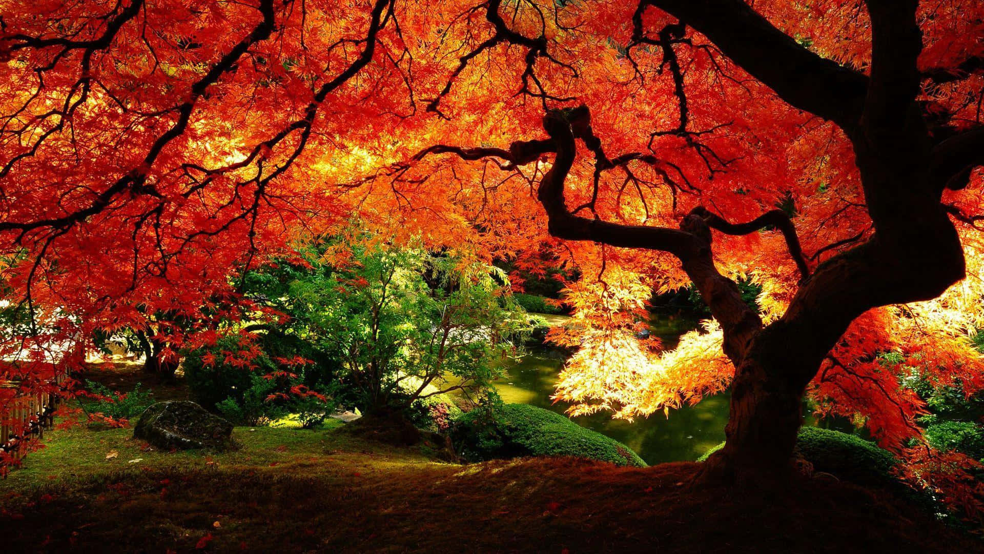 maple tree, fiery red and orange leaves, serene garden pond, Full HD Desktop Wallpaper