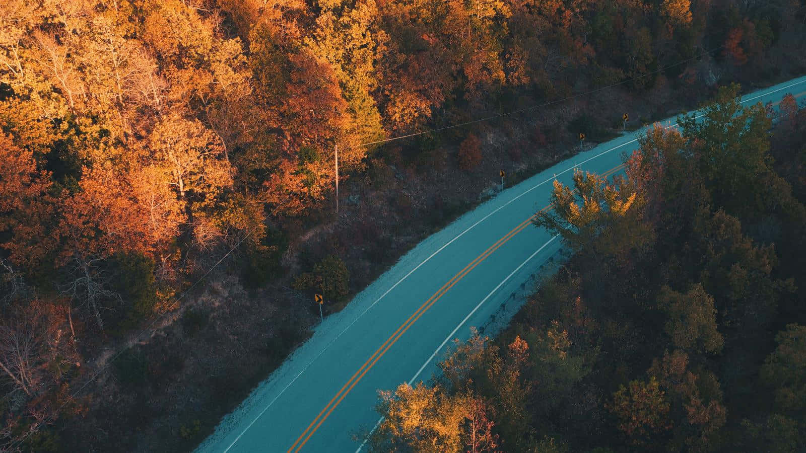 fall trees, winding road, forest, HD Desktop Wallpaper
