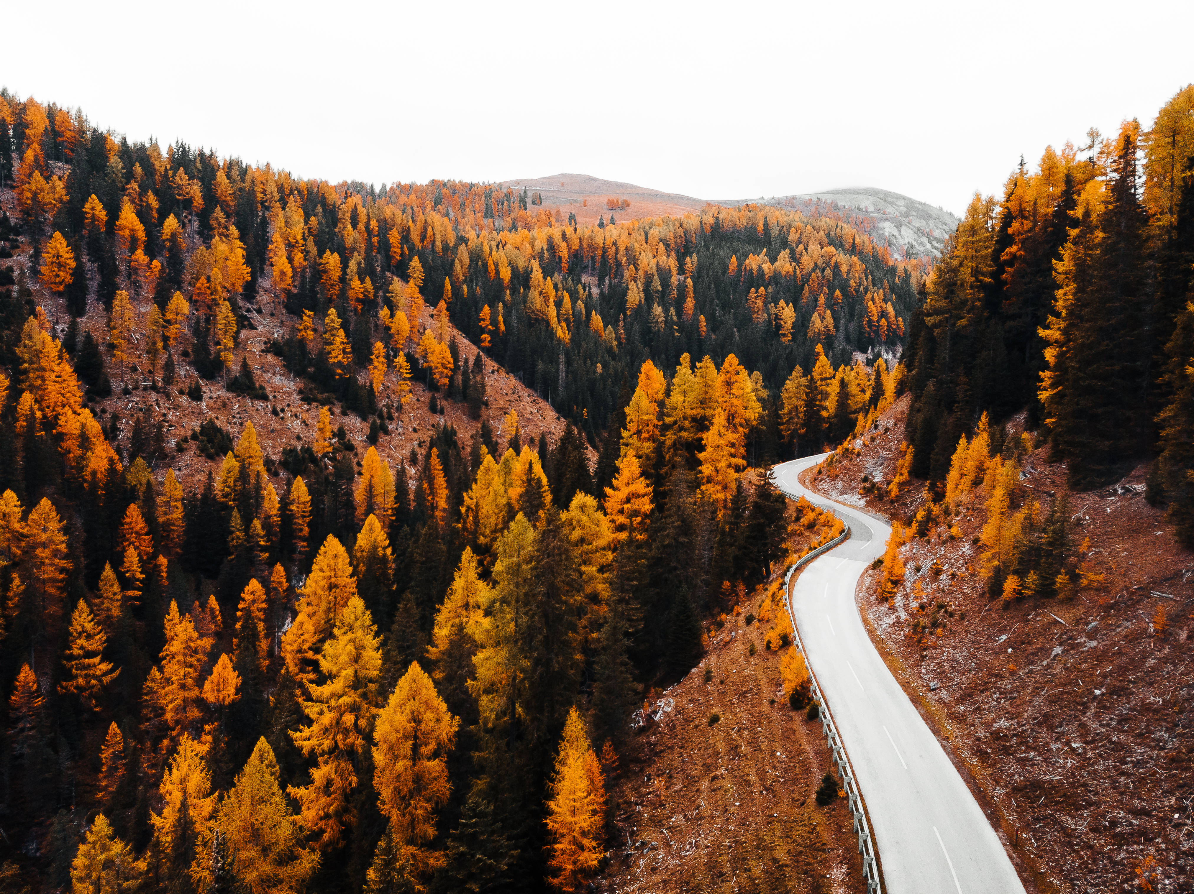 Nordic forest road, autumn forest, golden larch trees, 4K Desktop Wallpaper