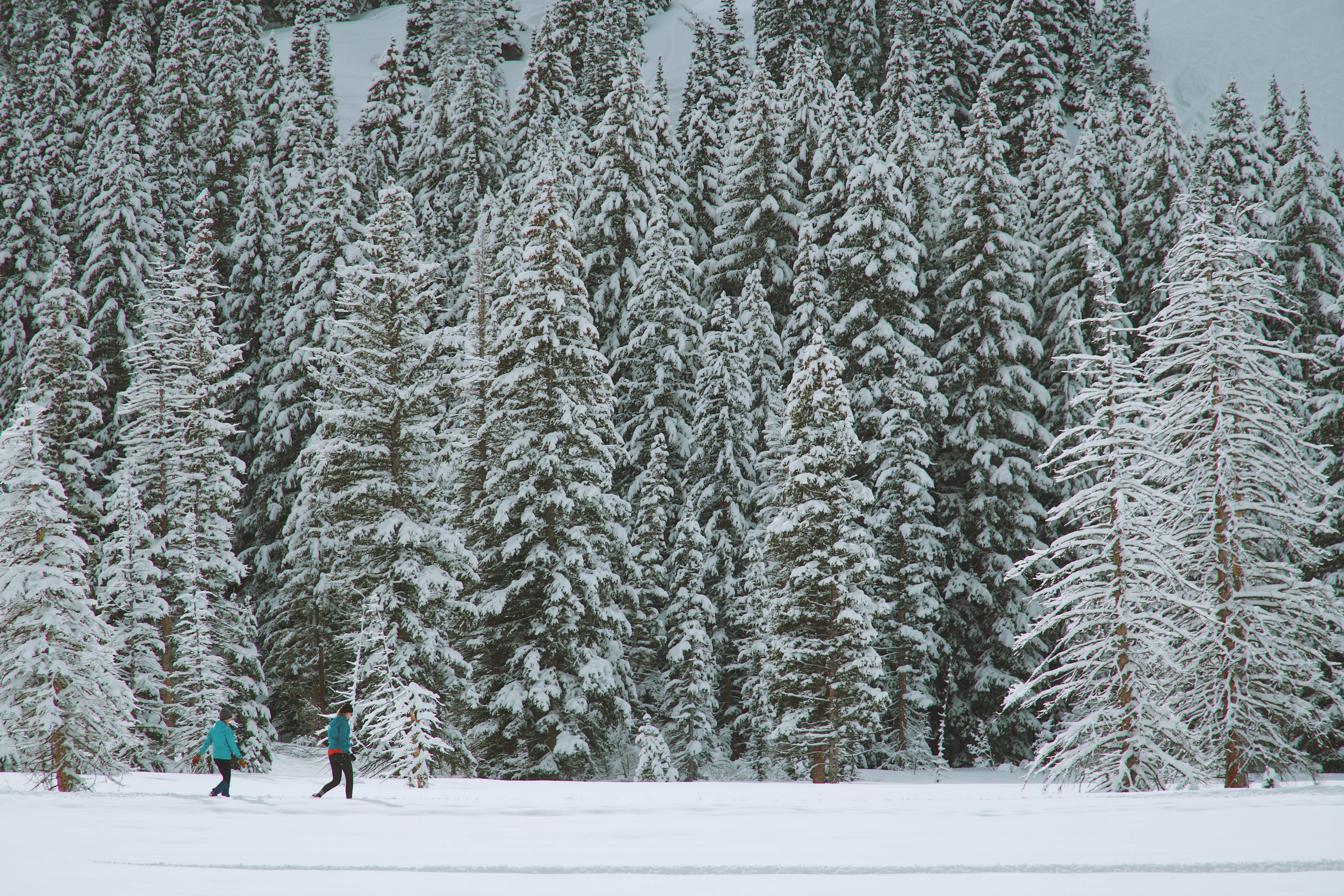 snowy Nordic forest, dense evergreen trees, fresh snow, 5K Desktop Wallpaper