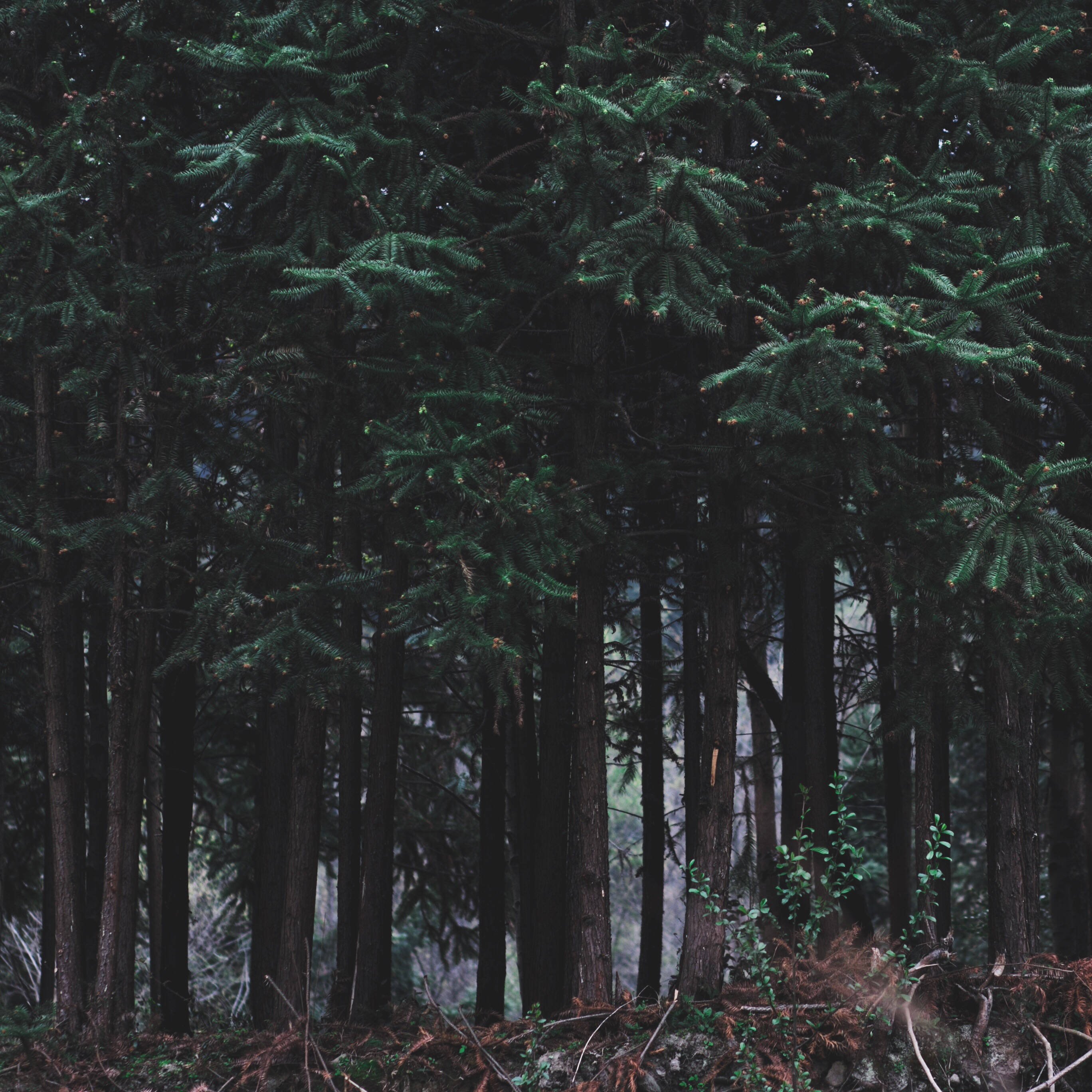 Dark Nordic Forest, evergreen trees, dense canopy, 2K Desktop Wallpaper
