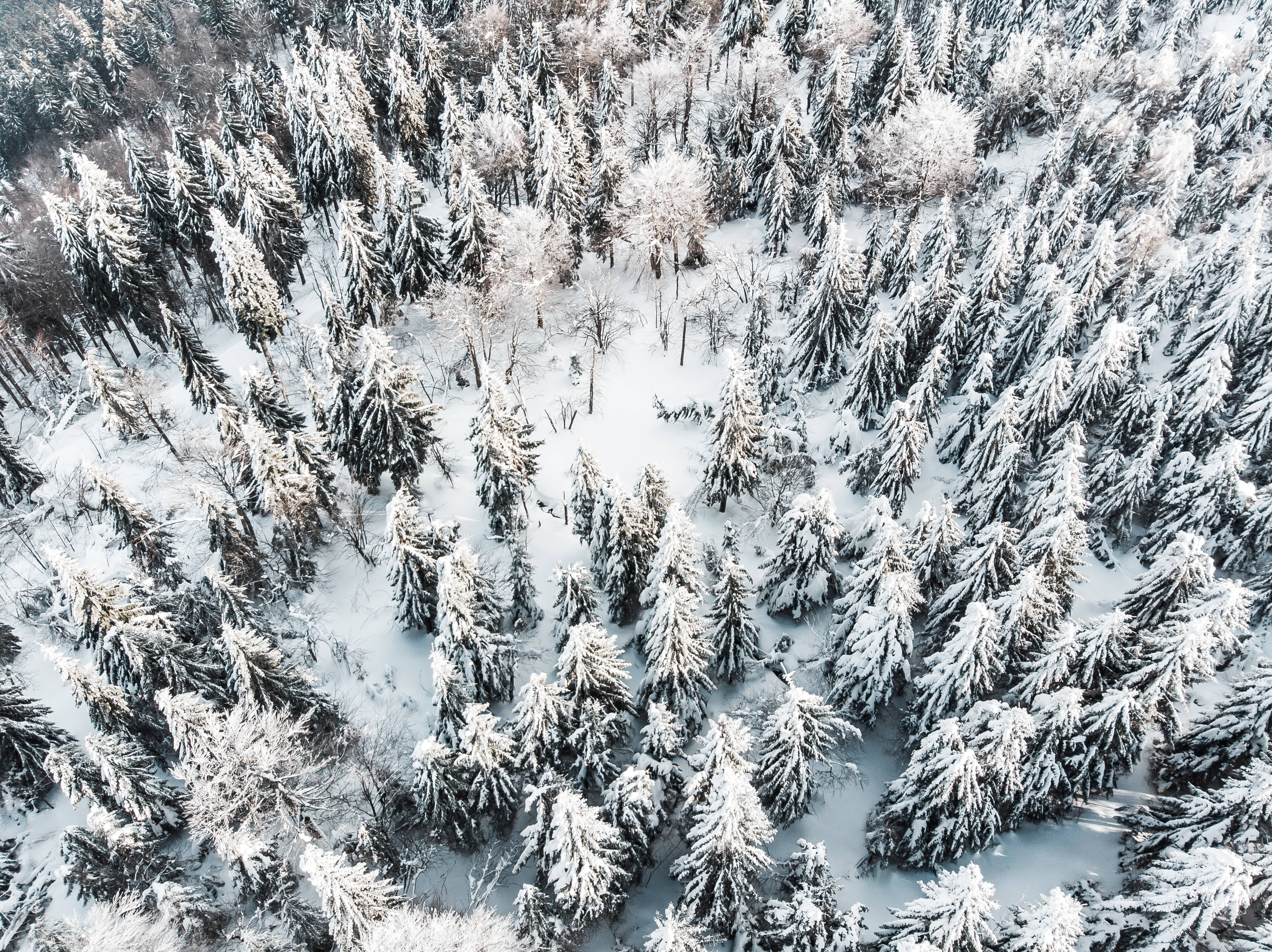 Nordic forest, snow-covered pine trees, dense winter forest, 4K Desktop Wallpaper