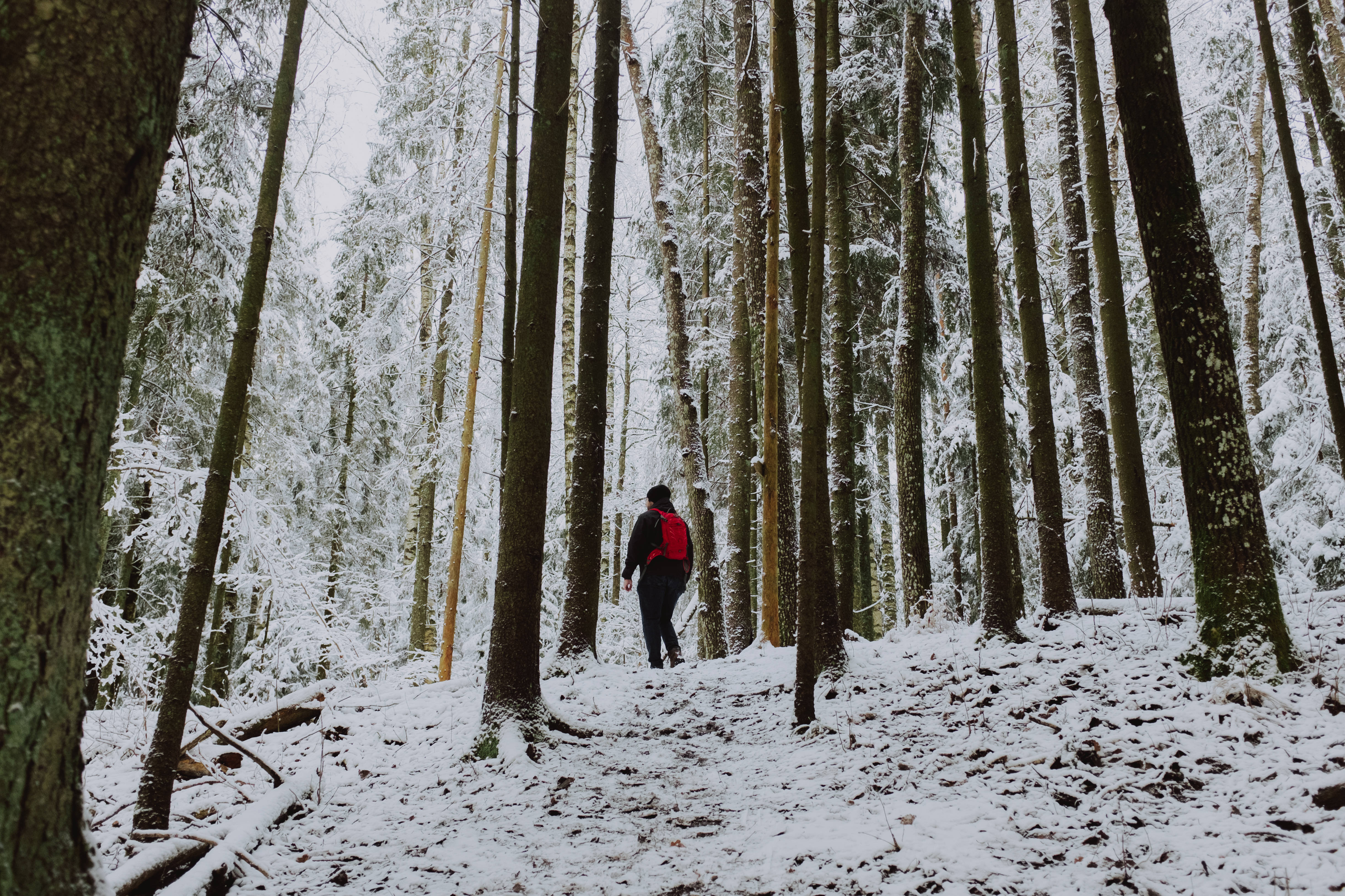 hiker, snowy Nordic forest, red backpack, 4K Desktop Wallpaper