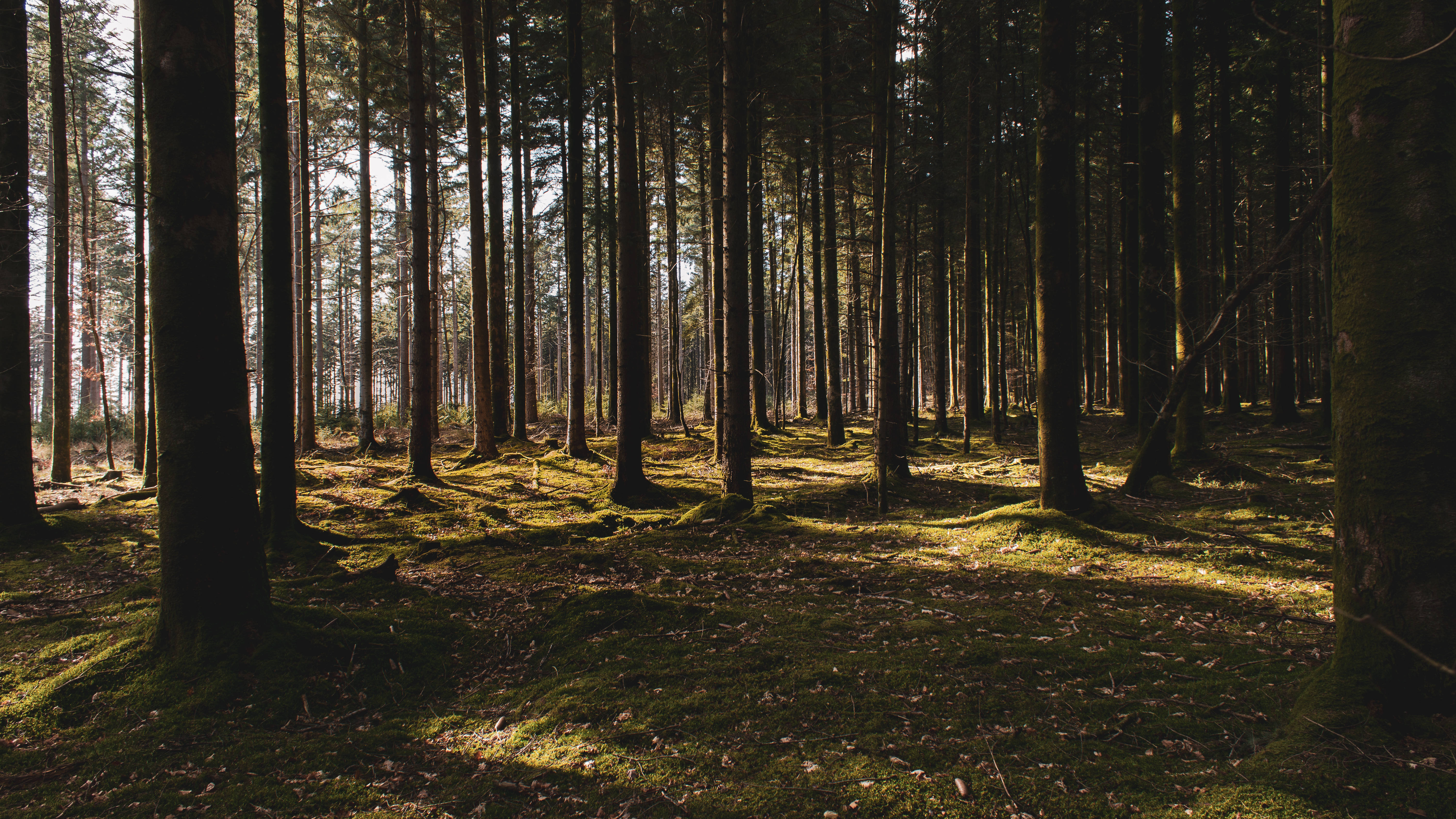 Nordic forest, pine trees, mossy forest floor, 5K Desktop Wallpaper