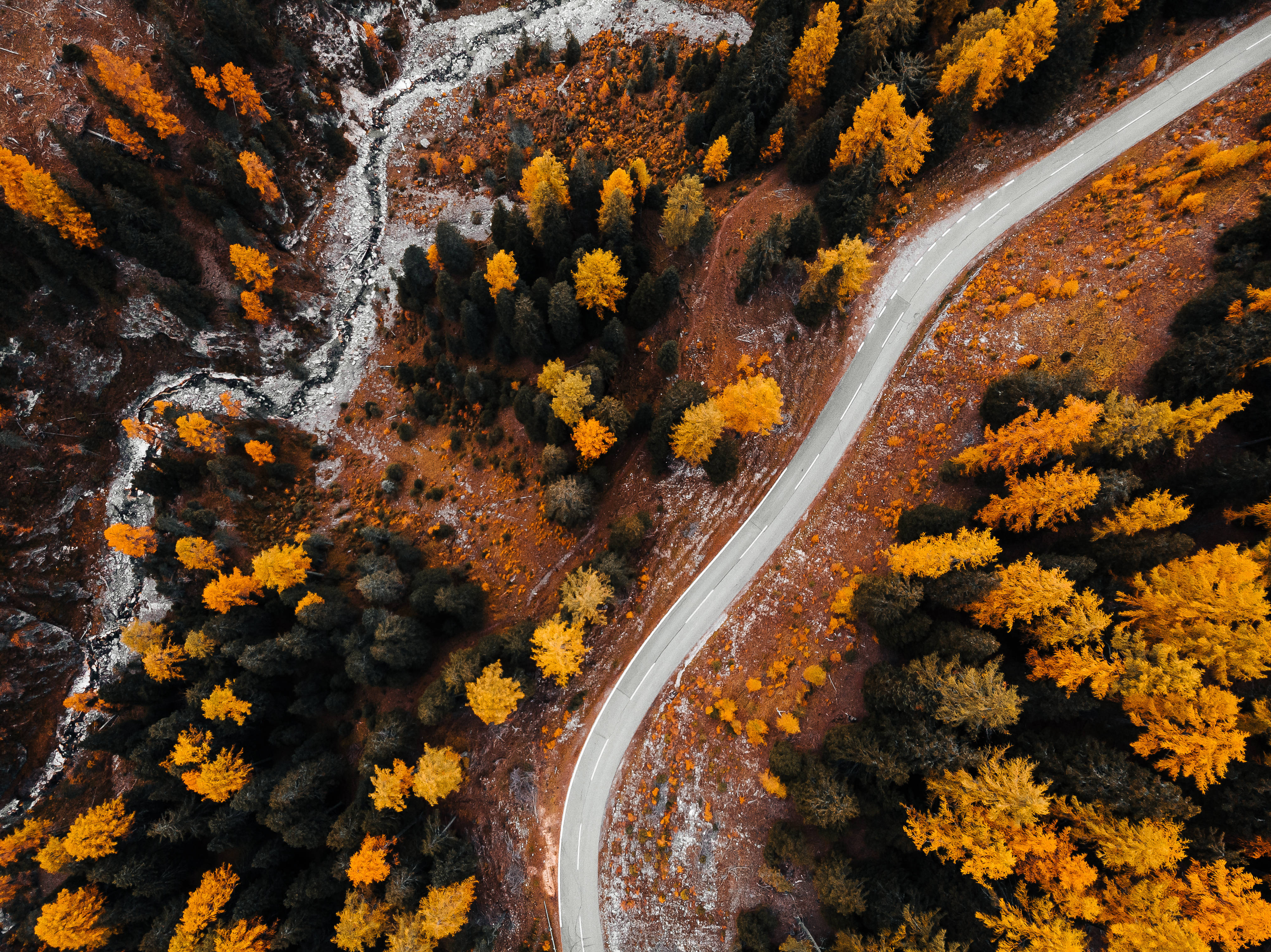 orange nordic forest, golden autumn leaves, winding road, 4K Desktop Wallpaper