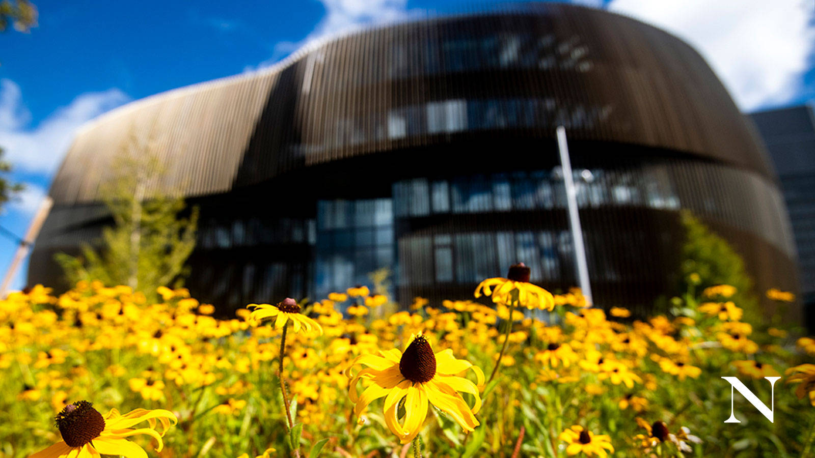 Northeastern University, engineering facade, yellow black-eyed susans, HD Desktop Wallpaper