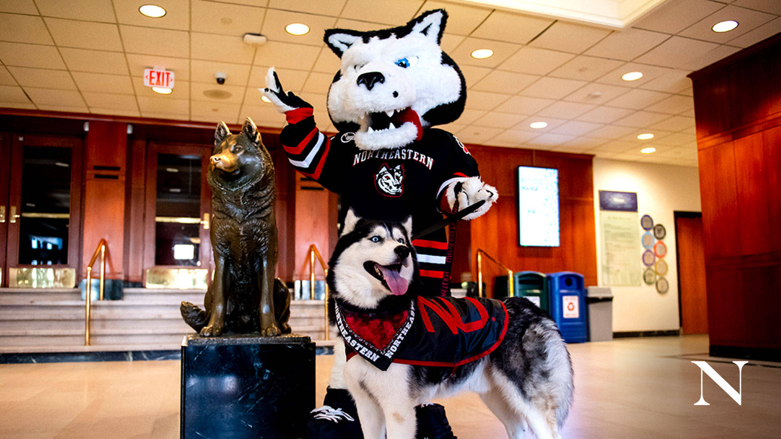 Northeastern University, husky mascot, black and red uniform, HD Desktop Wallpaper