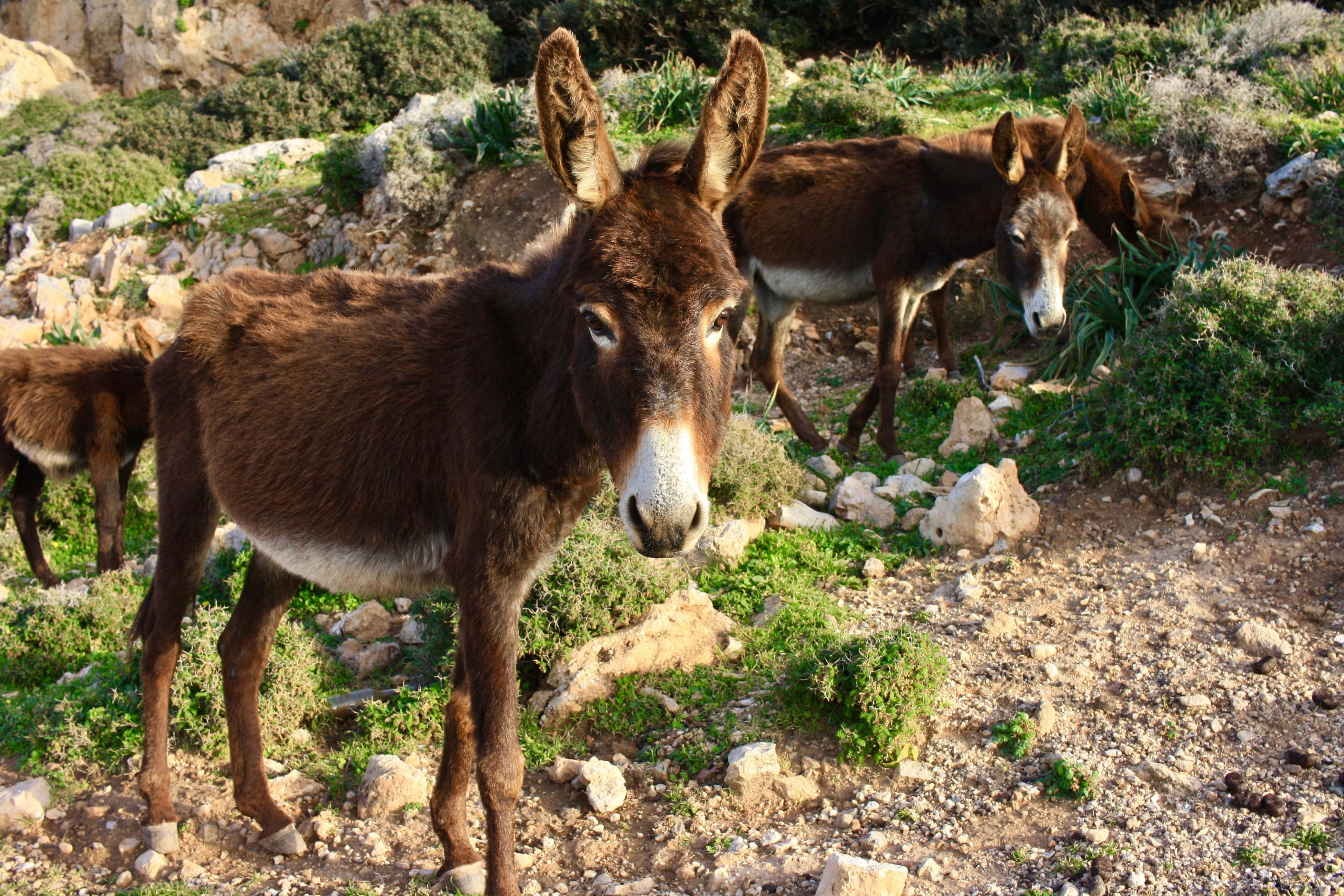 donkey, Northern Cyprus, sunlit rocky hillside, 4K Desktop Wallpaper