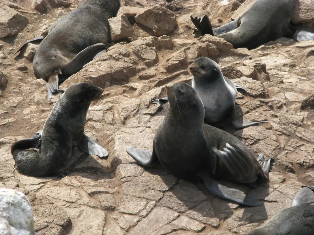 Northern Fur Seal