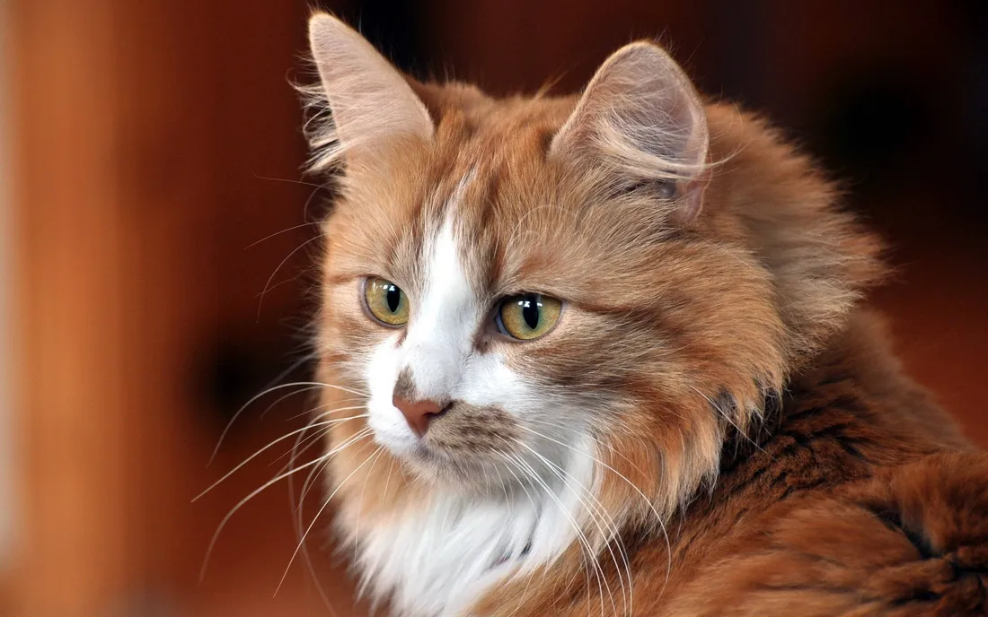 Norwegian Forest Cat