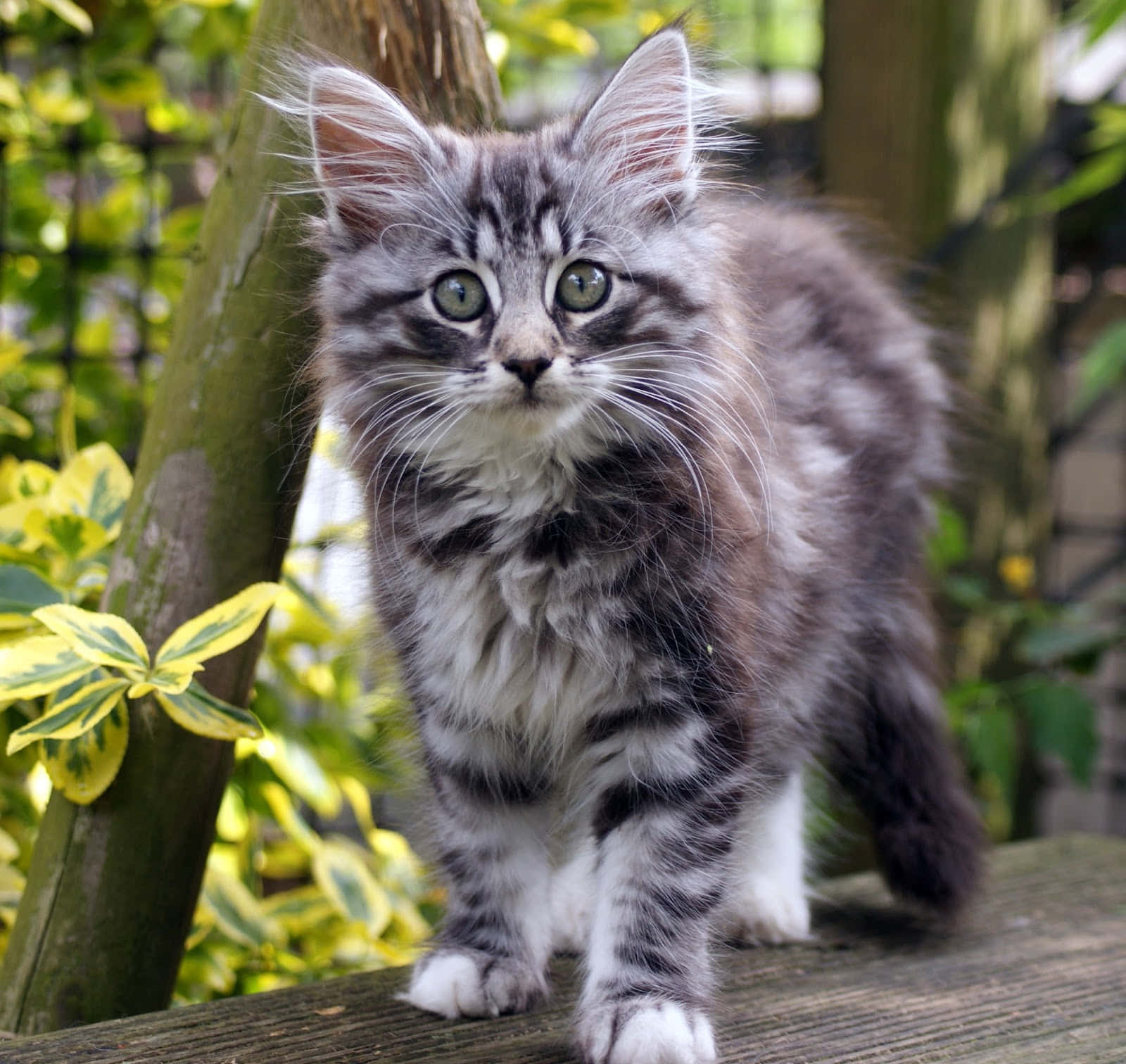 Norwegian Forest Cat, fluffy gray tabby kitten, bright green eyes, HD Desktop Wallpaper