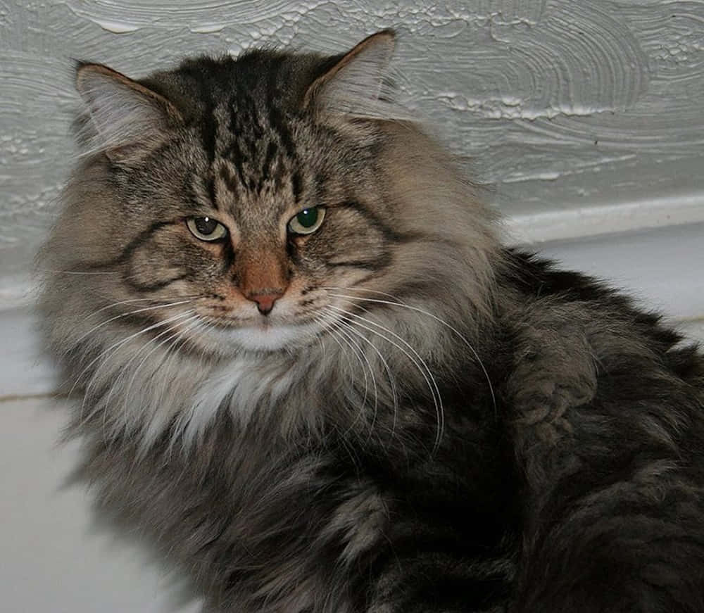 Norwegian Forest Cat, fluffy gray tabby, striking green eyes, SD Desktop Wallpaper