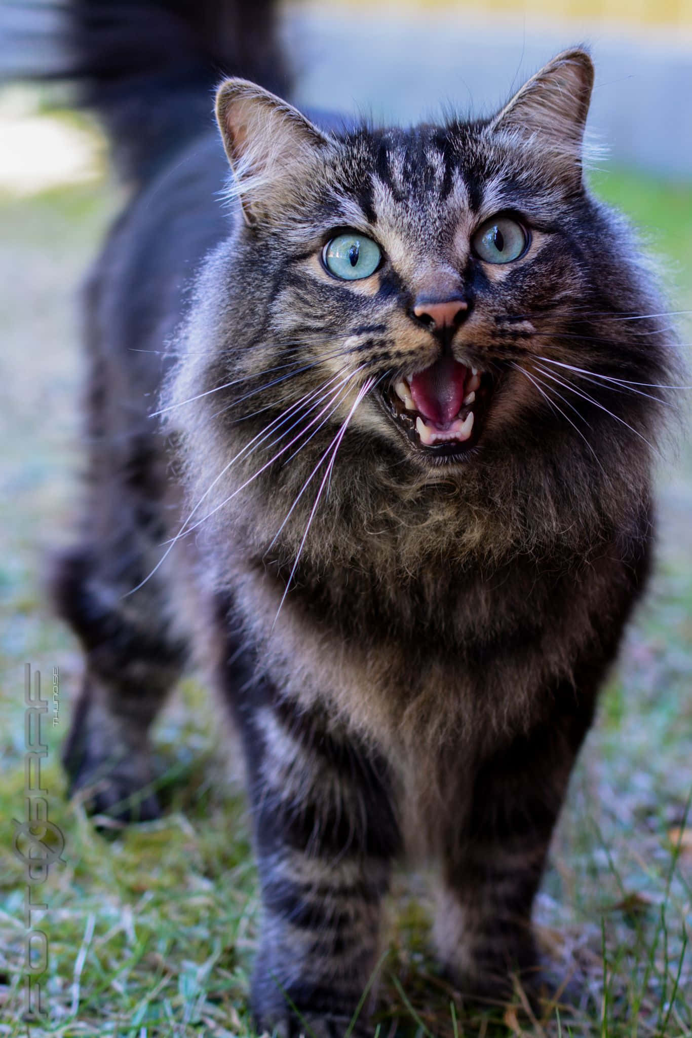 Norwegian Forest Cat, fluffy tabby cat, striking blue eyes, Full HD Phone Wallpaper