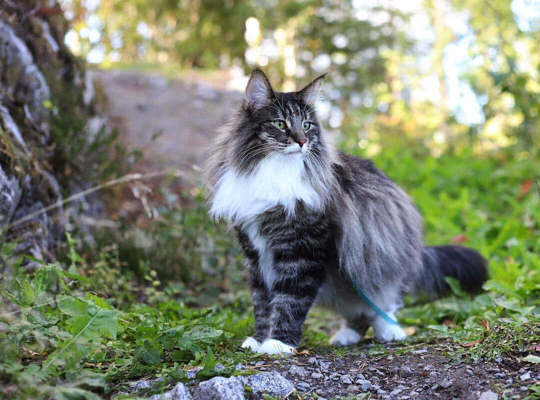 Norwegian Forest Cat, fluffy gray tabby, white chest, SD Desktop Wallpaper