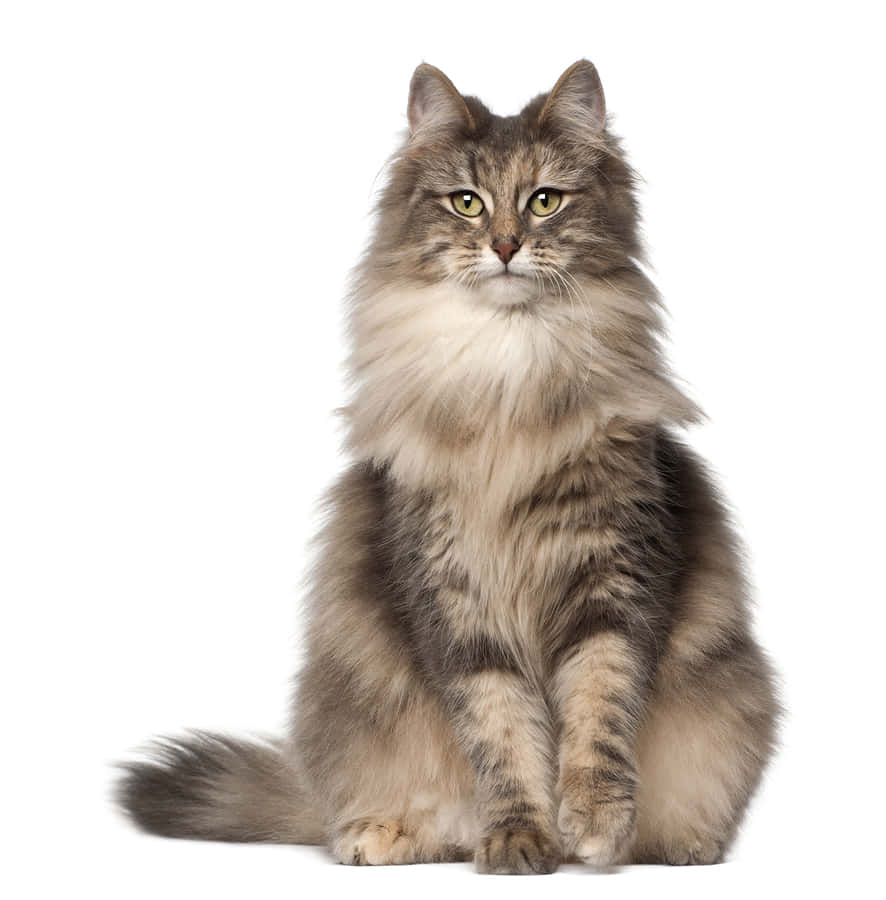 Norwegian Forest Cat, fluffy gray tabby, striking green eyes, SD Phone Wallpaper
