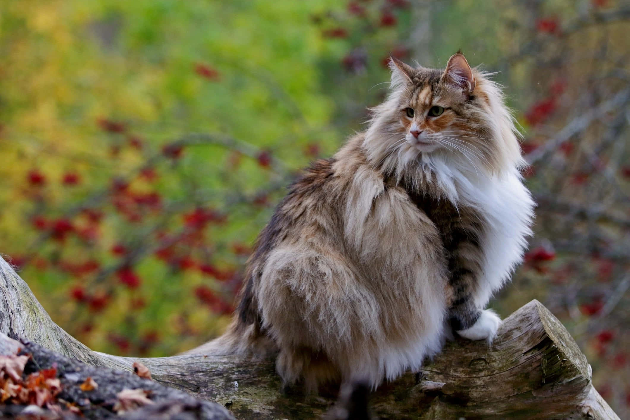 Norwegian Forest Cat, white chest, brown tabby markings, Full HD Desktop Wallpaper