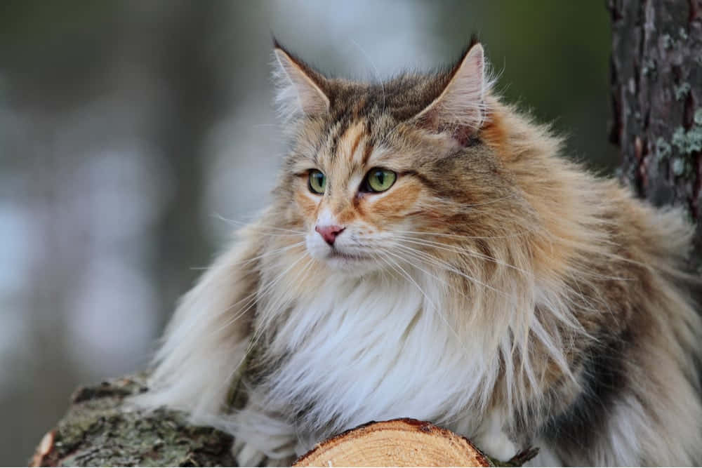 Norwegian Forest Cat, green eyes, tree stump, SD Desktop Wallpaper