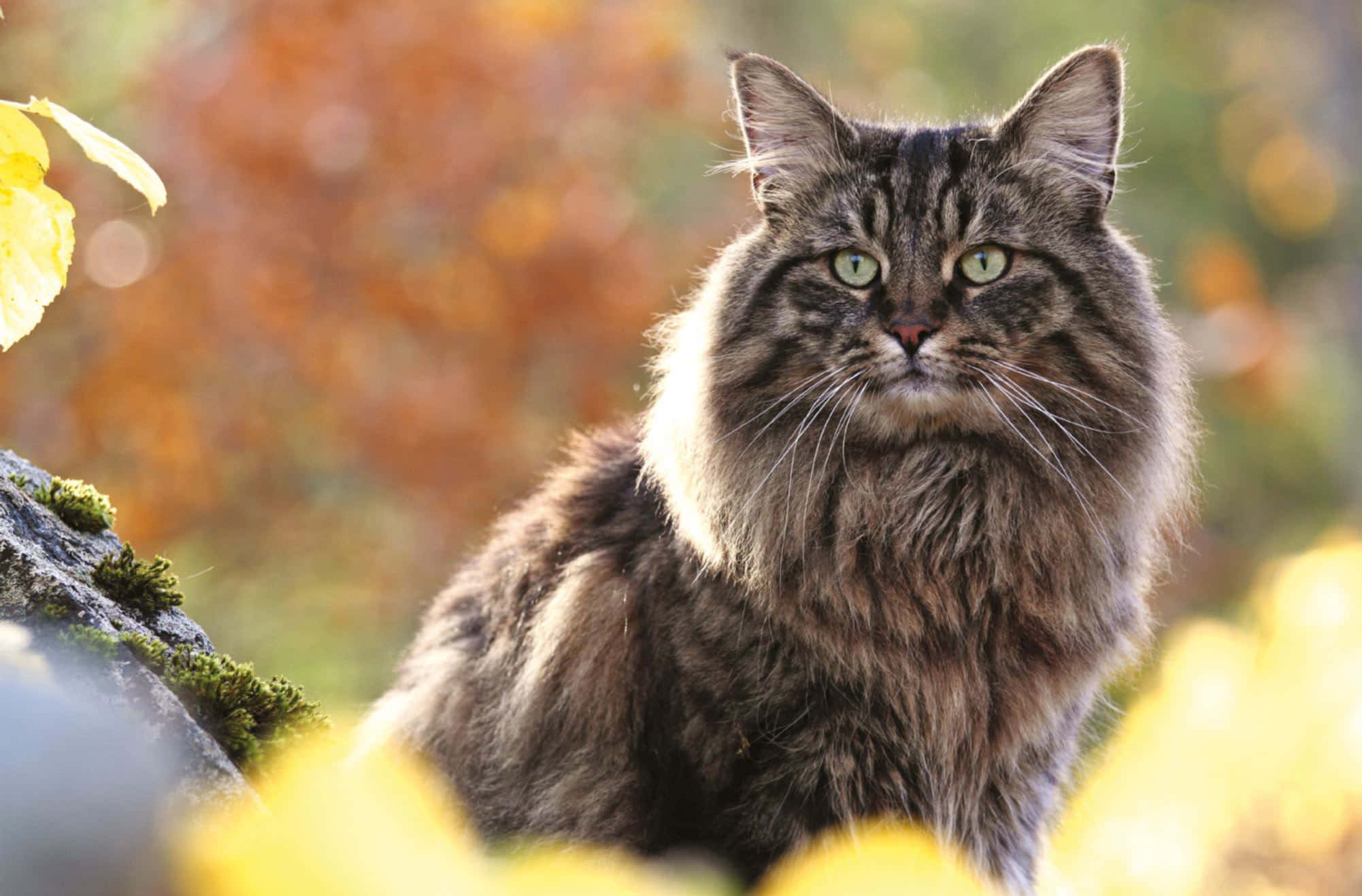 Norwegian Forest Cat, autumn leaves, mossy rocks, Full HD Desktop Wallpaper