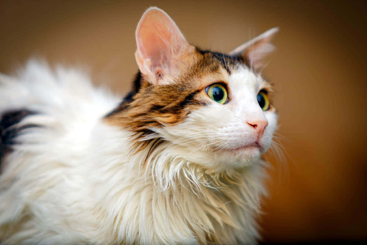 Norwegian Forest Cat, calico, green eyes, SD Desktop Wallpaper