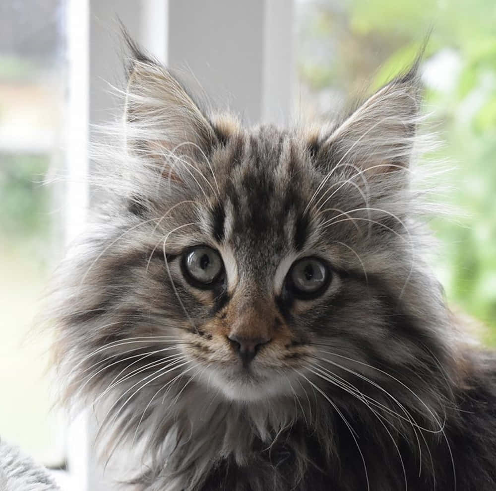Norwegian Forest Cat, fluffy tabby kitten, wide curious eyes, SD Desktop Wallpaper