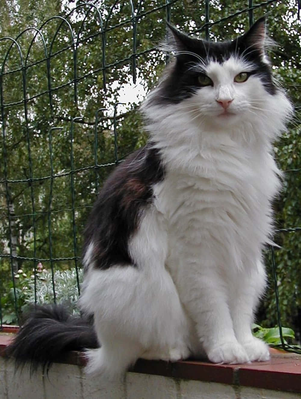 Norwegian Forest Cat, black and white, green eyes, HD Phone Wallpaper