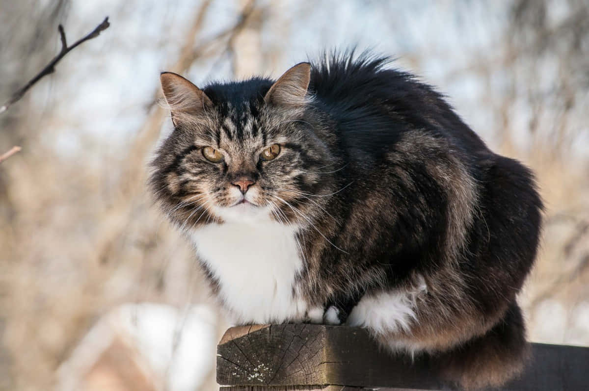 Norwegian Forest Cat, fluffy tabby cat, white chest, SD Desktop Wallpaper