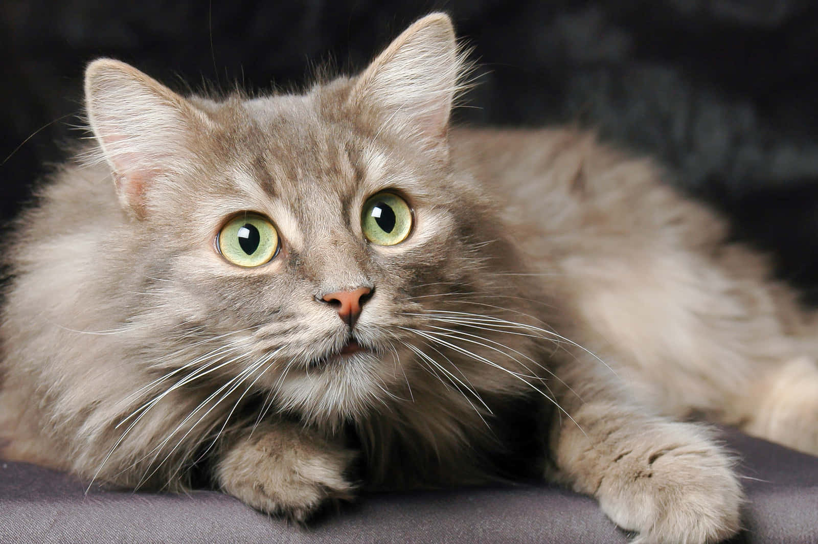 Norwegian Forest Cat, gray, green eyes, HD Desktop Wallpaper