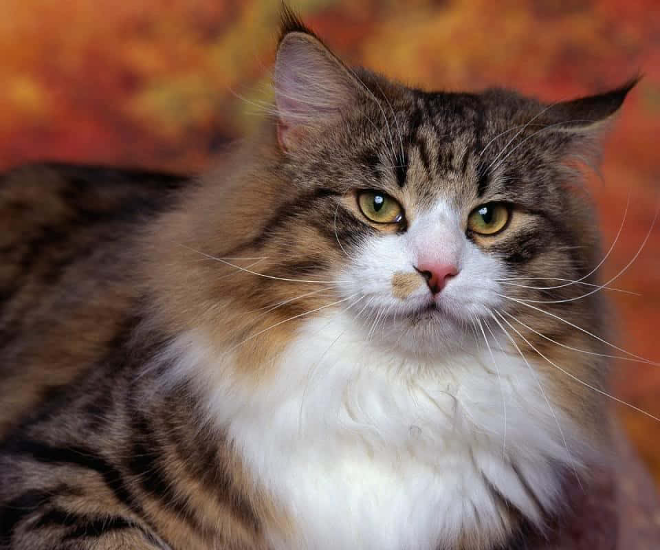 Norwegian Forest Cat, fluffy tabby cat, striking green eyes, SD Desktop Wallpaper