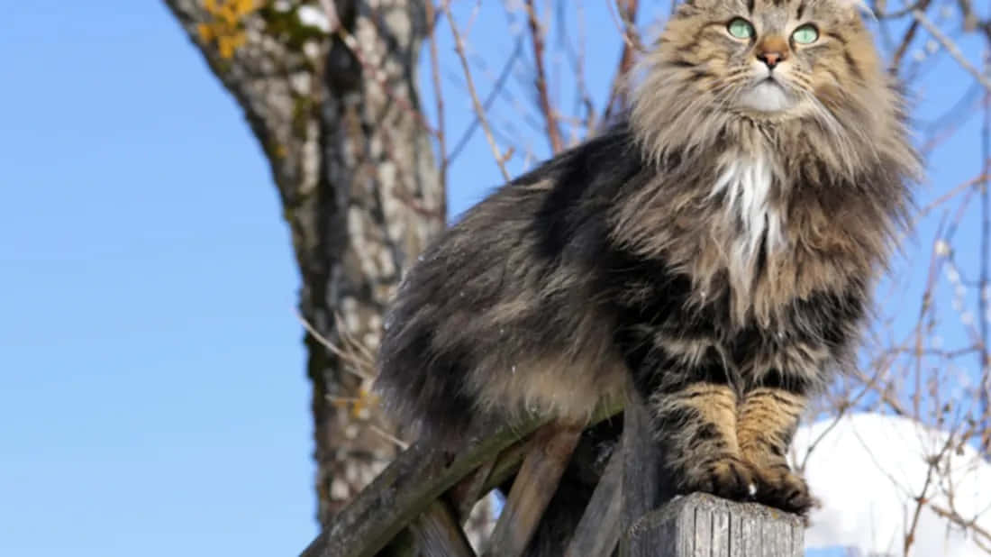 Norwegian Forest Cat, wooden fence post, clear blue sky, SD Desktop Wallpaper