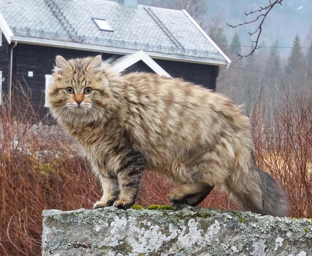 Norwegian Forest Cat, mossy stone wall, dark wooden house, HD Desktop Wallpaper