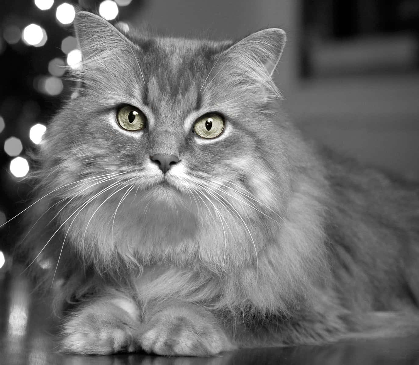 Norwegian Forest Cat, fluffy long-haired cat, striking green eyes, HD Desktop Wallpaper