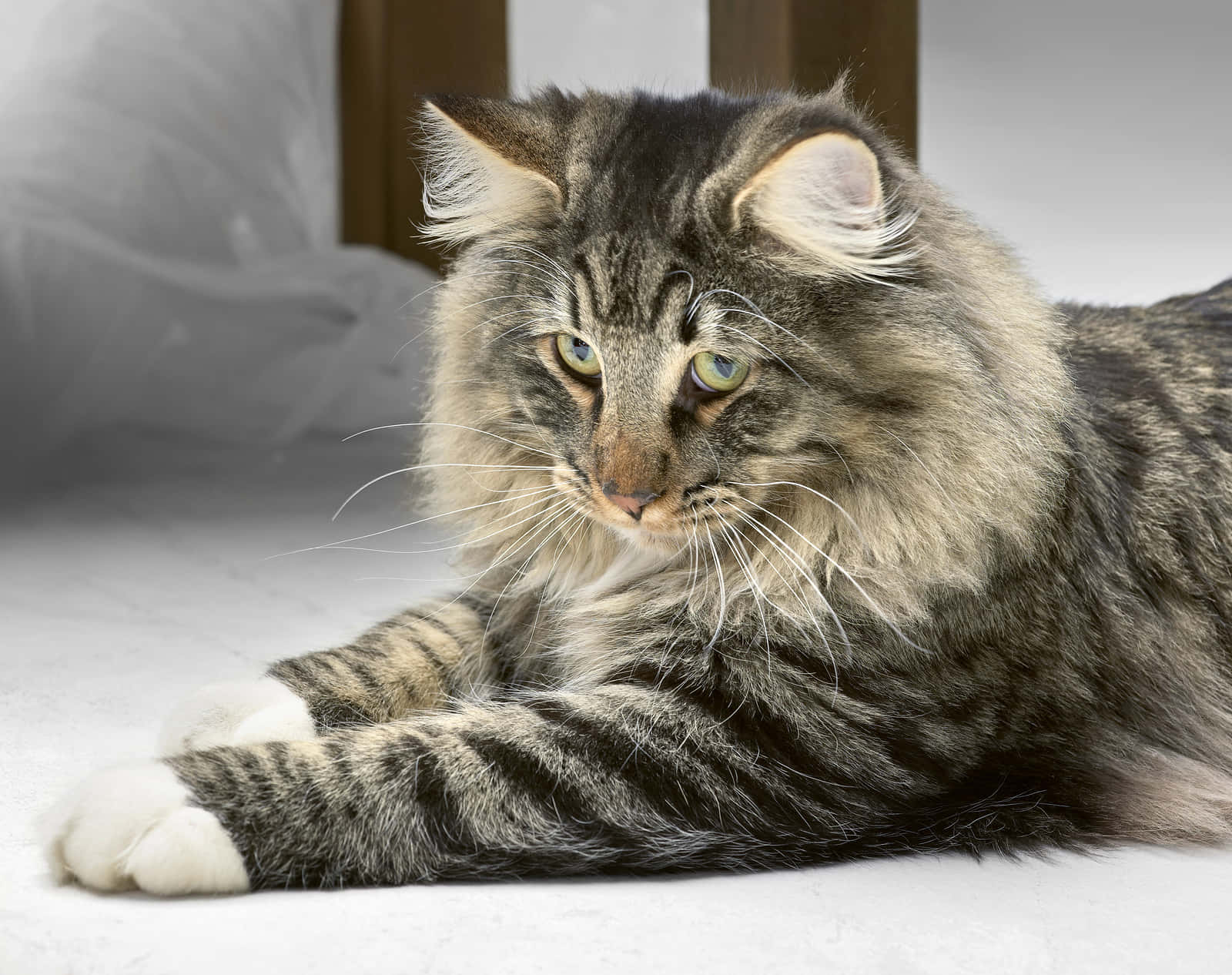 Norwegian Forest Cat, fluffy tabby, striking green eyes, HD Desktop Wallpaper