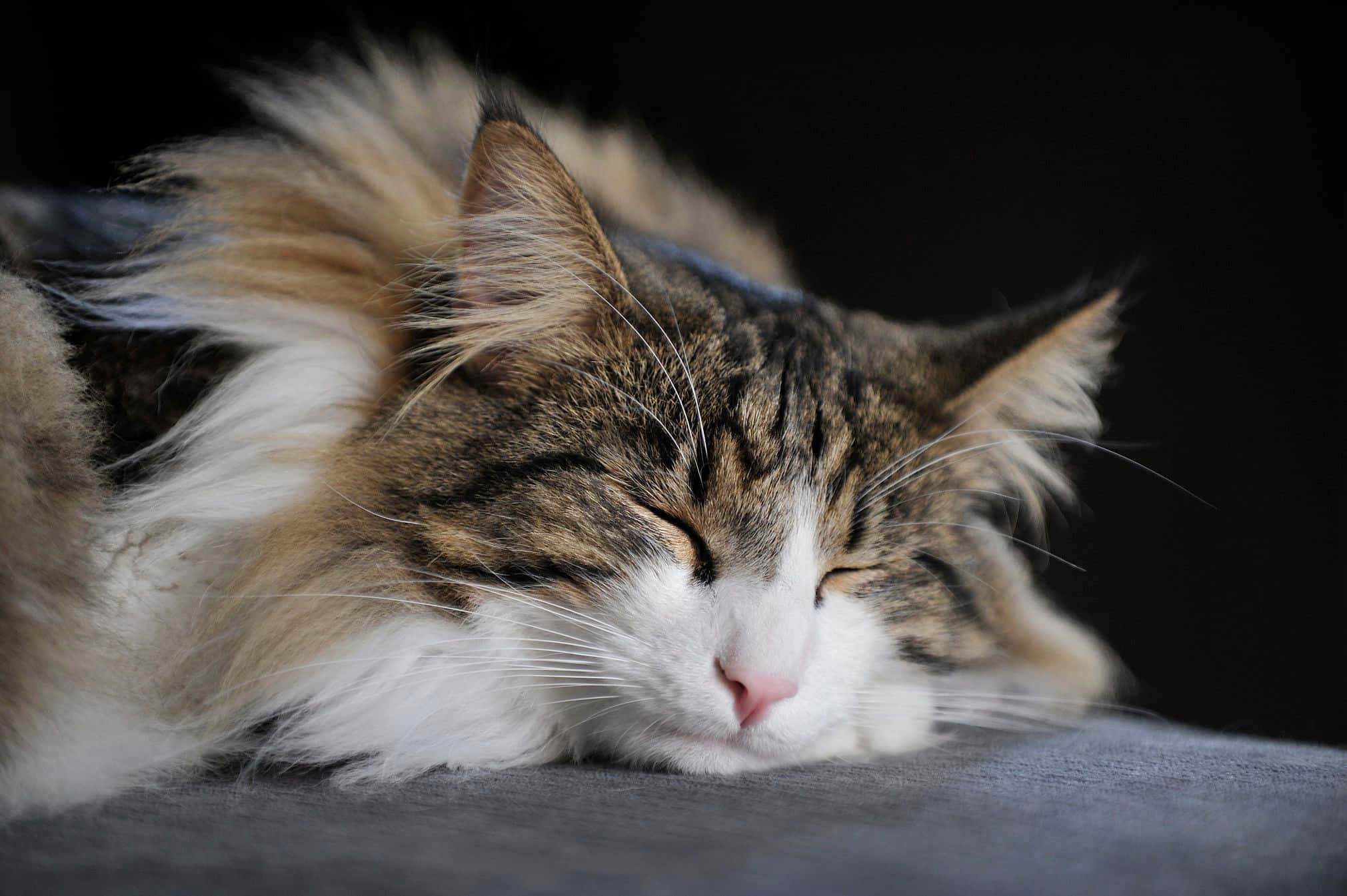 Norwegian Forest Cat, tabby, white markings, Full HD Desktop Wallpaper