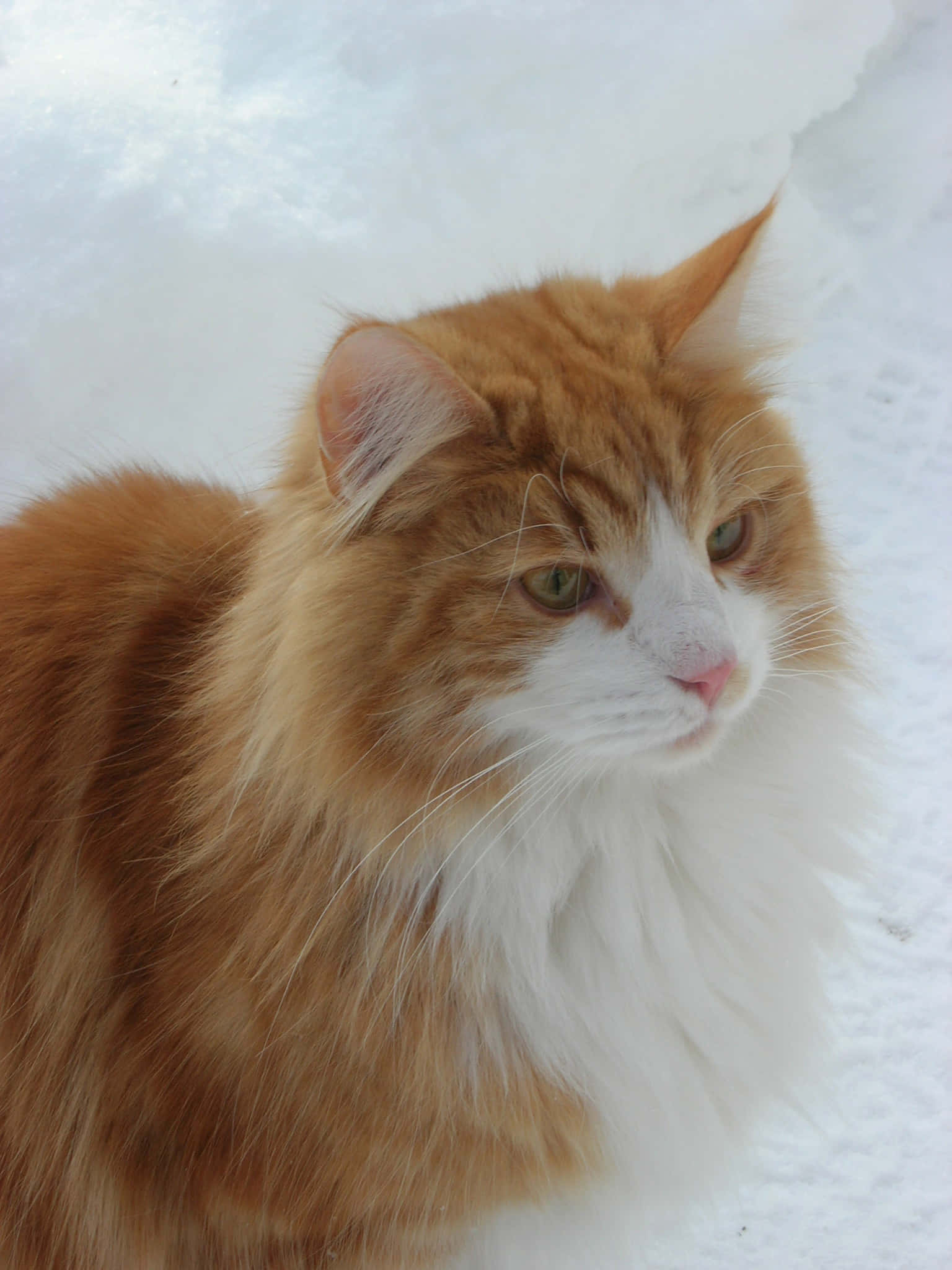 Norwegian Forest Cat, orange and white, green eyes, Full HD Phone Wallpaper