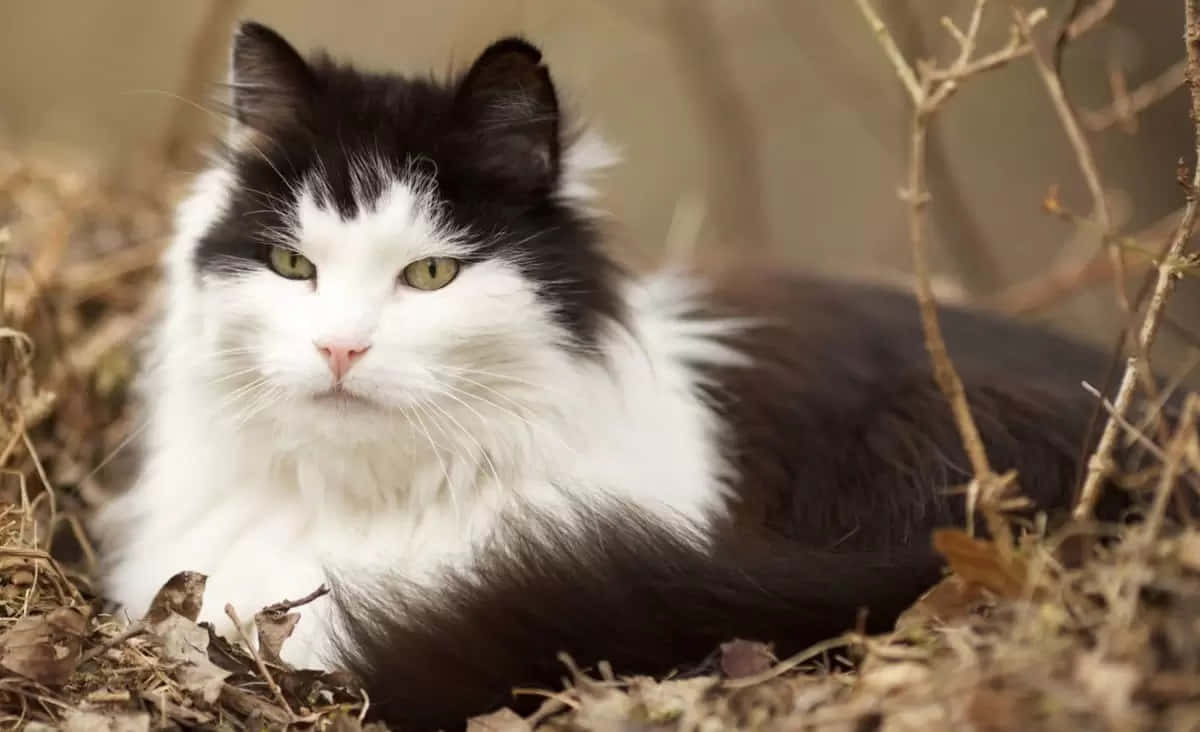 Norwegian Forest Cat, black and white, green eyes, SD Desktop Wallpaper
