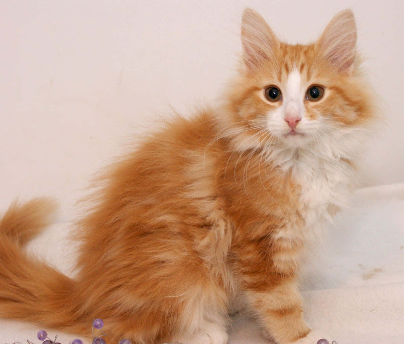 Norwegian Forest Cat, orange and white, big dark eyes, HD Desktop Wallpaper