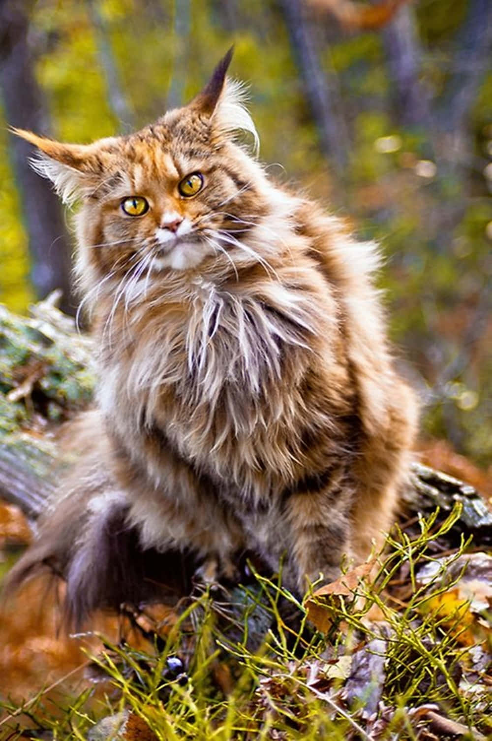 Norwegian Forest Cat, sunlit forest, autumn leaves, HD Phone Wallpaper