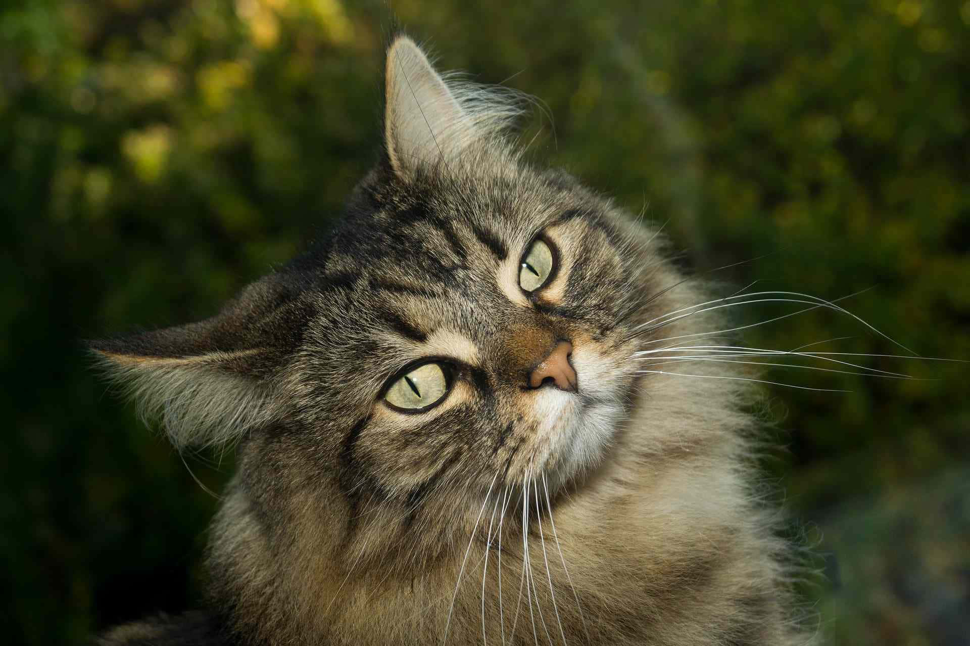 Norwegian Forest Cat, fluffy tabby, striking green eyes, Full HD Desktop Wallpaper